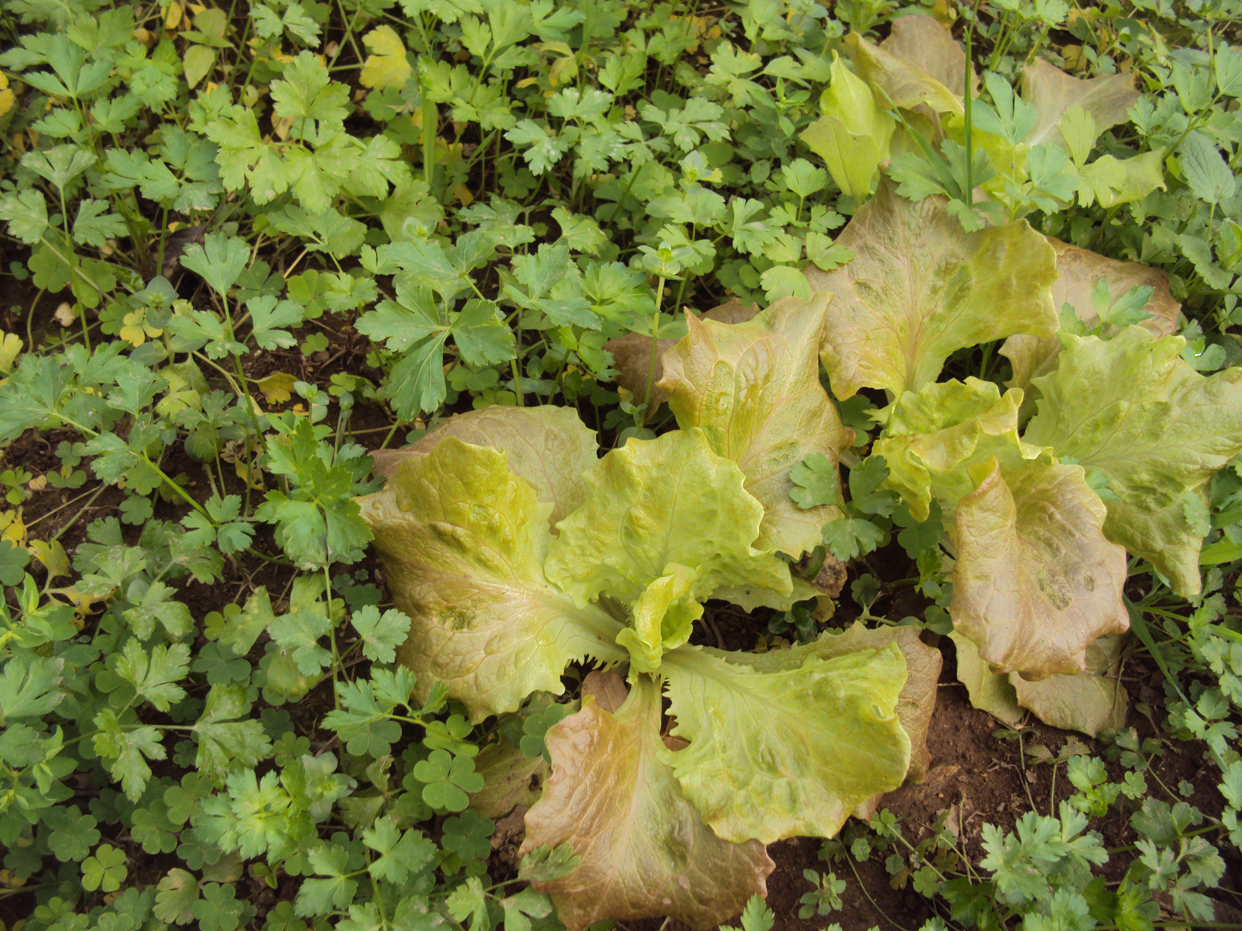 Alface e salsa semeadas em outubro e plantadas em novembro de 2020