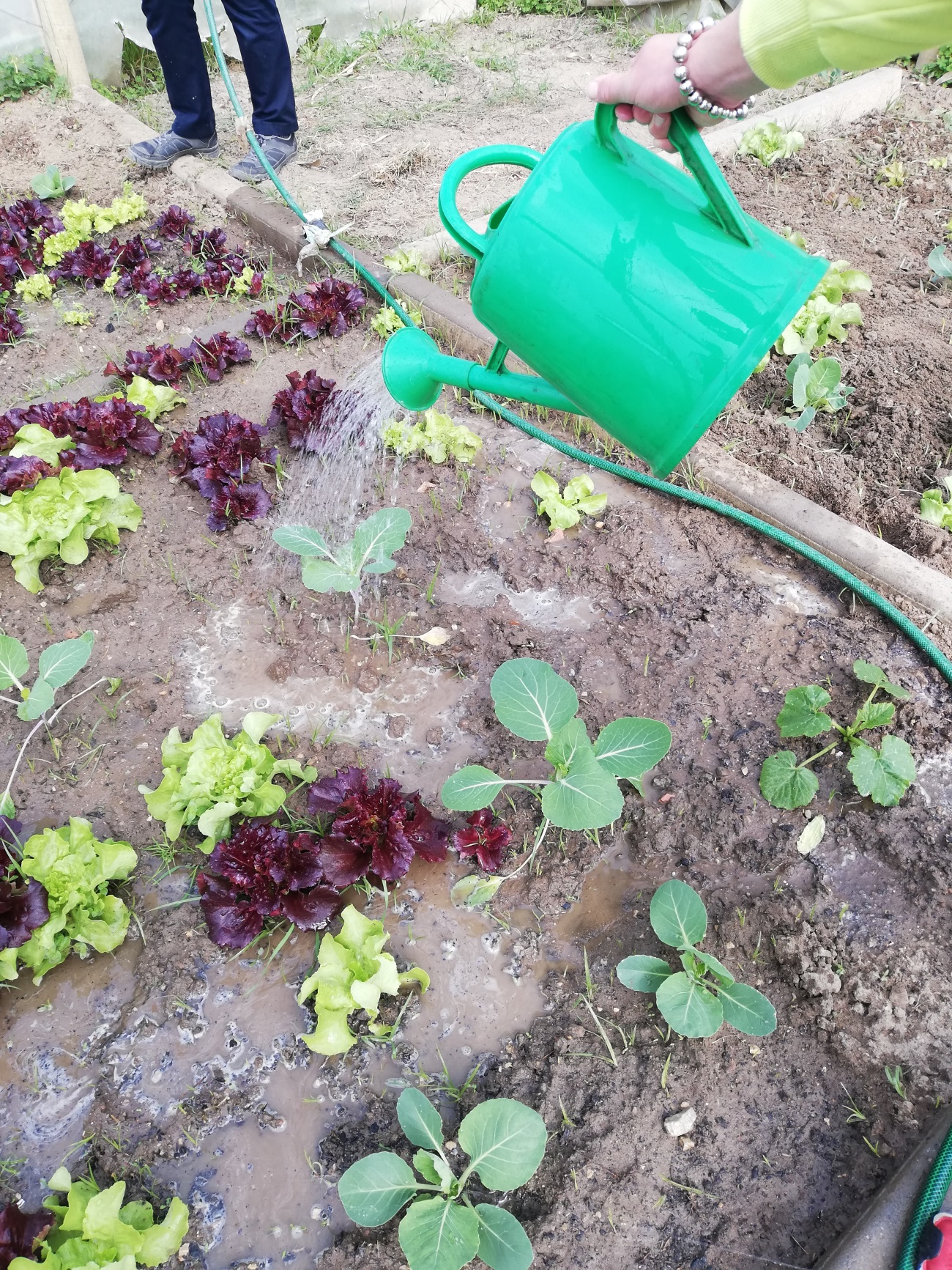 Rega dos vários produtos hortícolas.