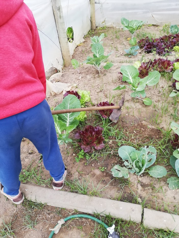 Monda e limpeza dos cantões de plantação