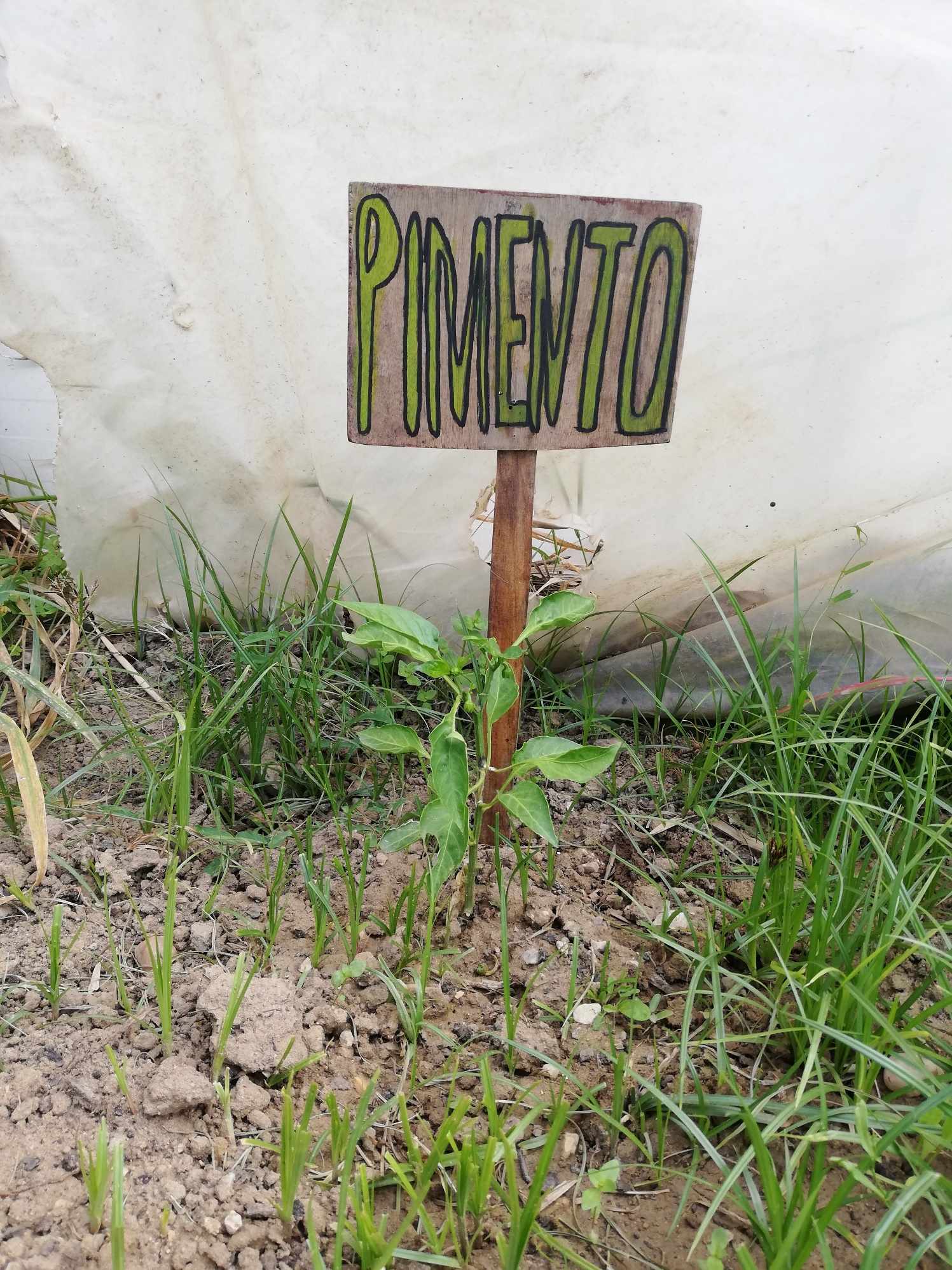 Pimento e placa de identificação