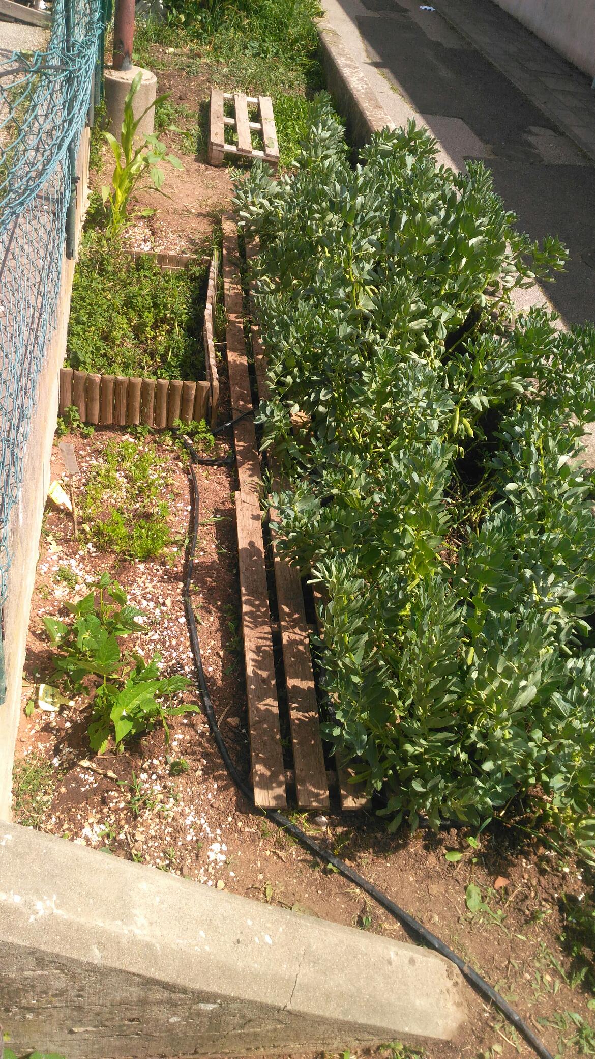 Plantação das favas.