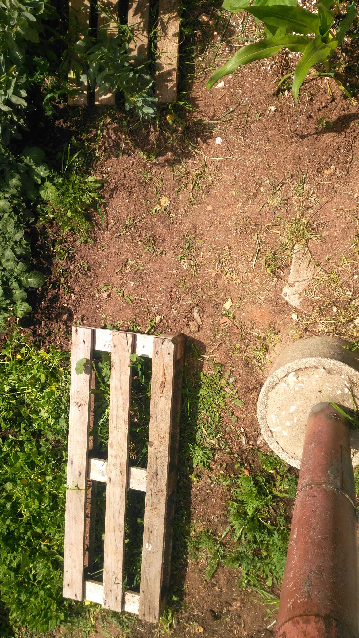 Plantação de espinafres.