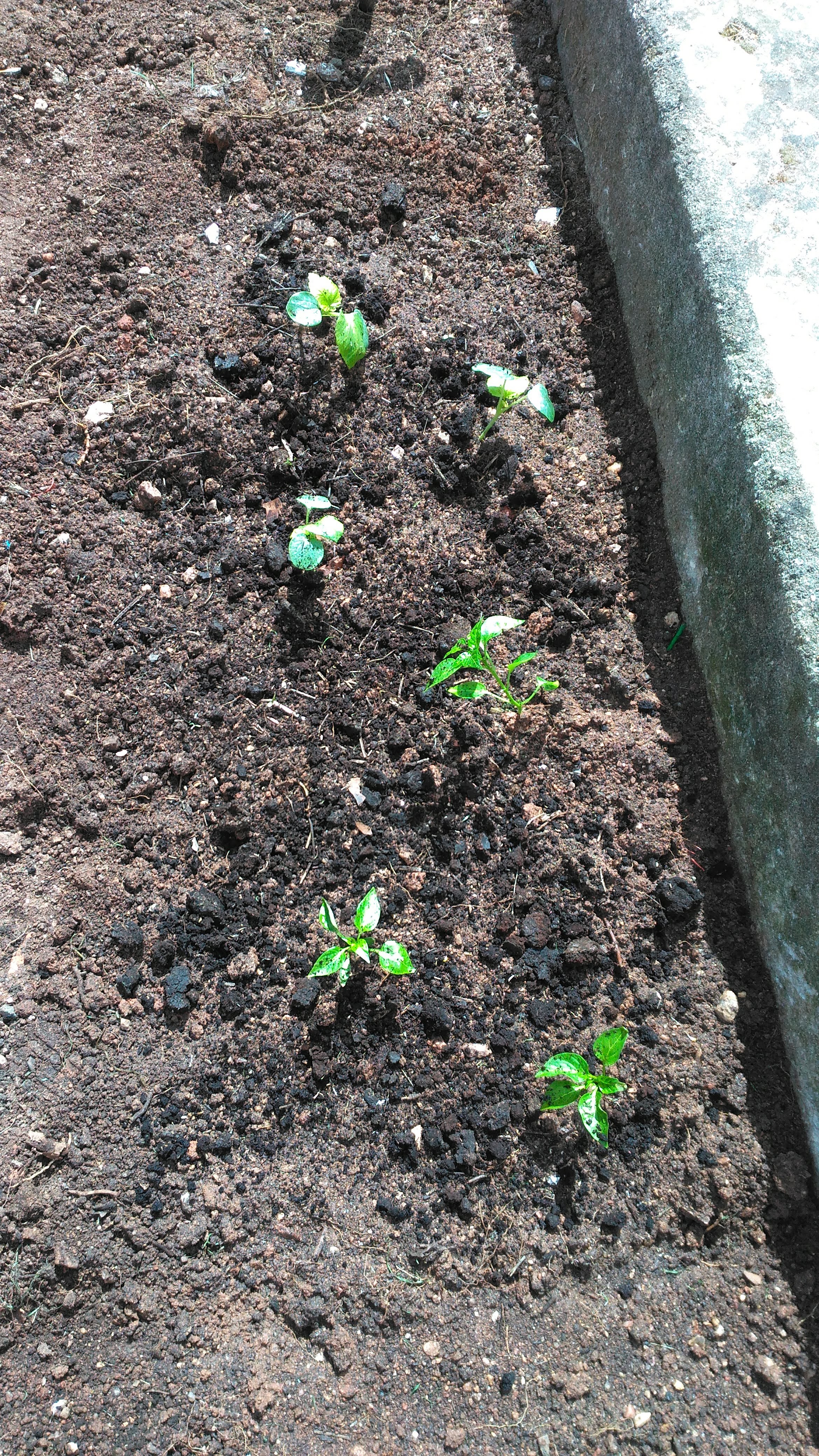 Plantação de pimentos.