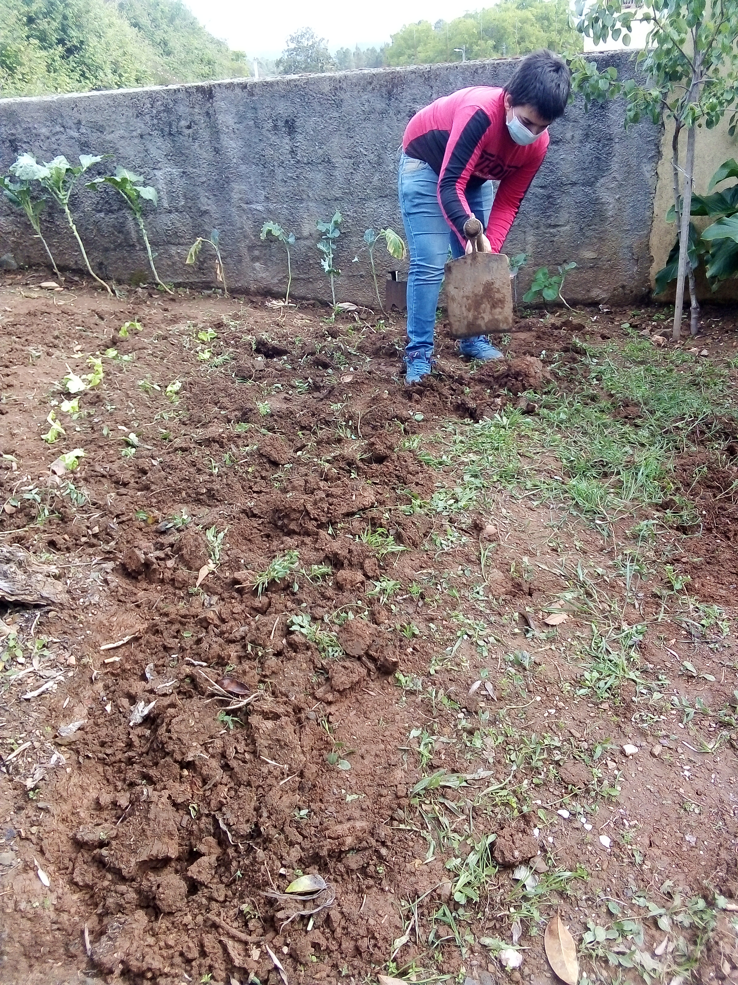 Limpeza das ervas