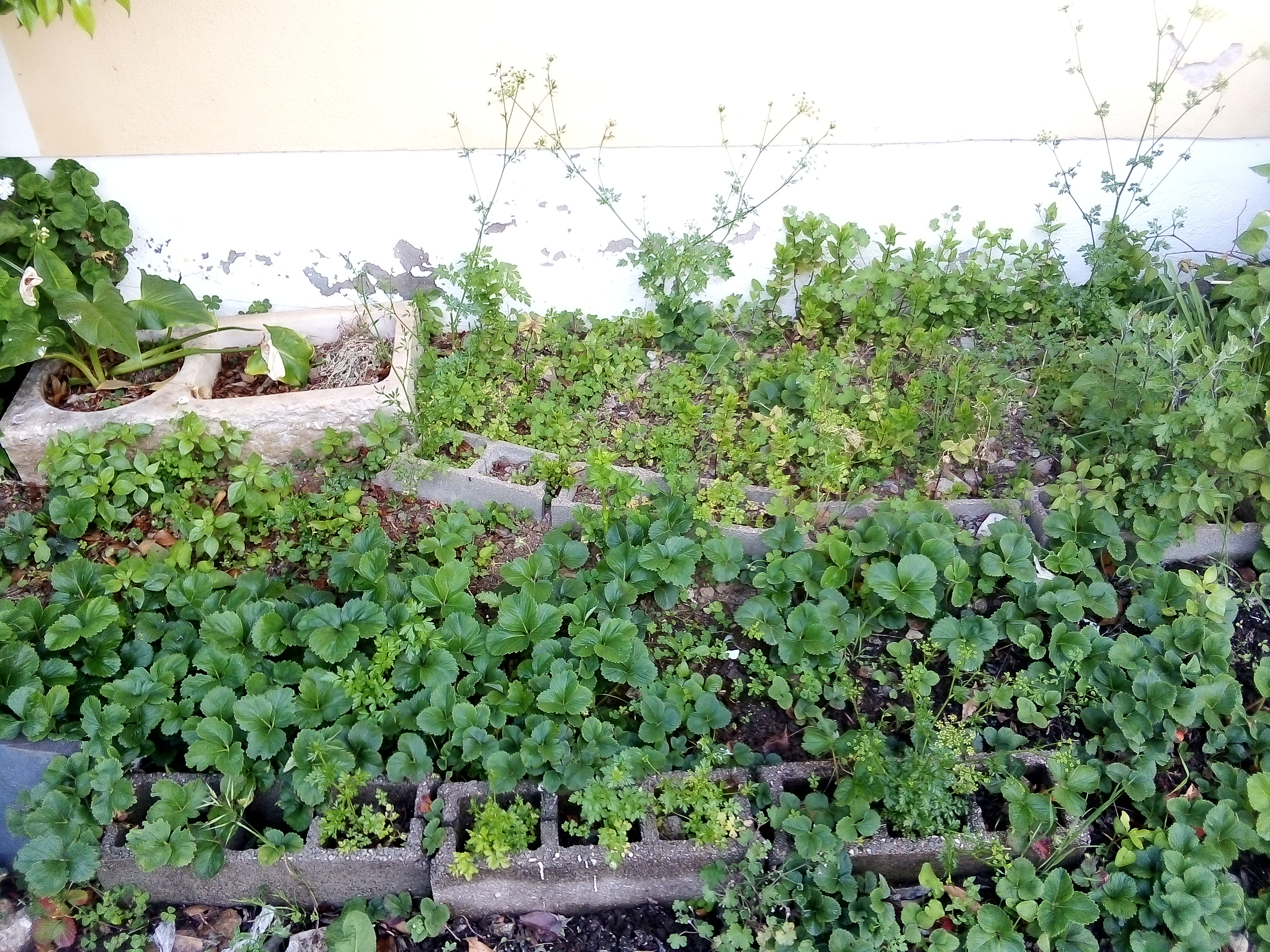 Aspeto da horta