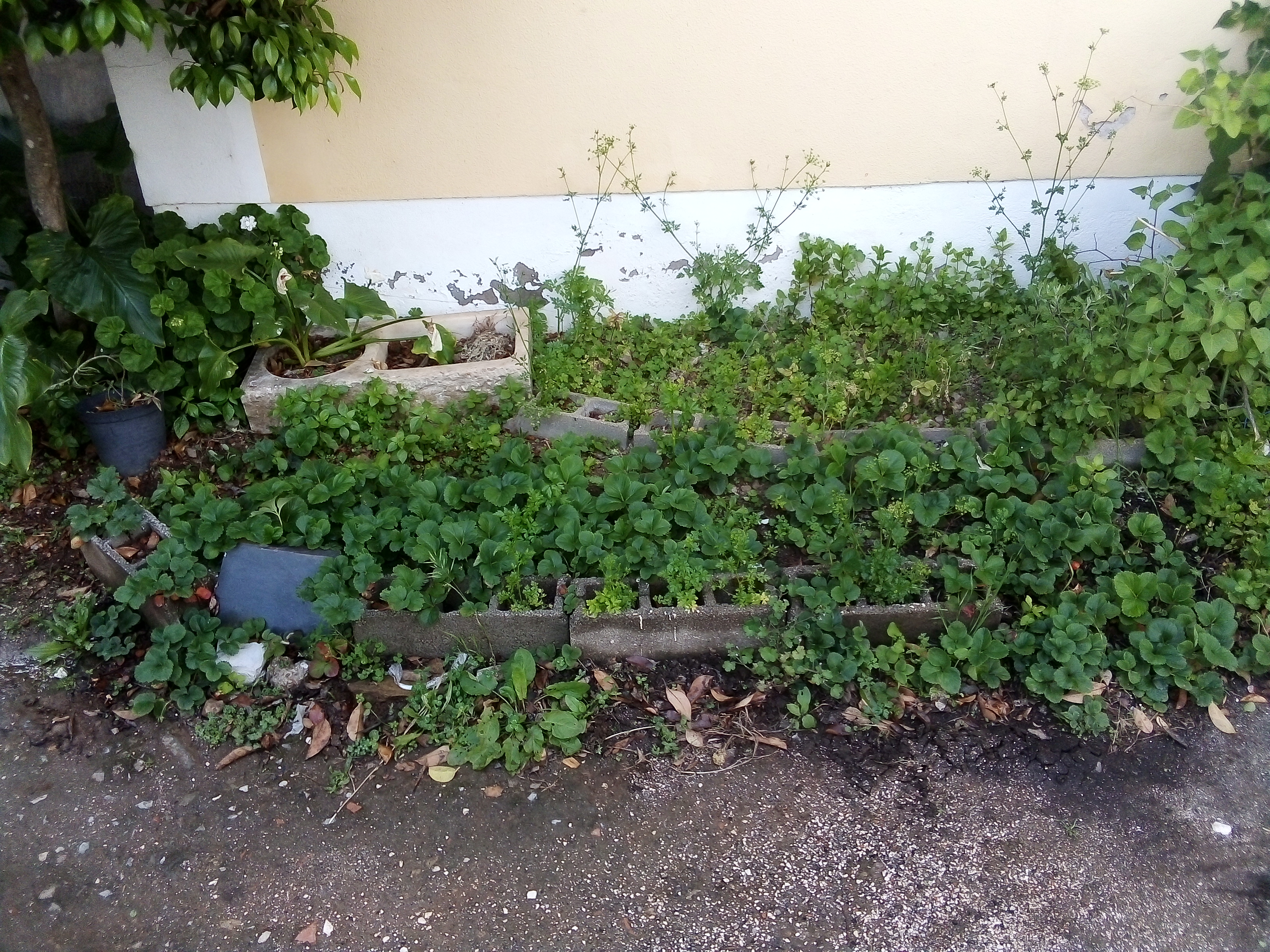 Outra perspetiva da horta