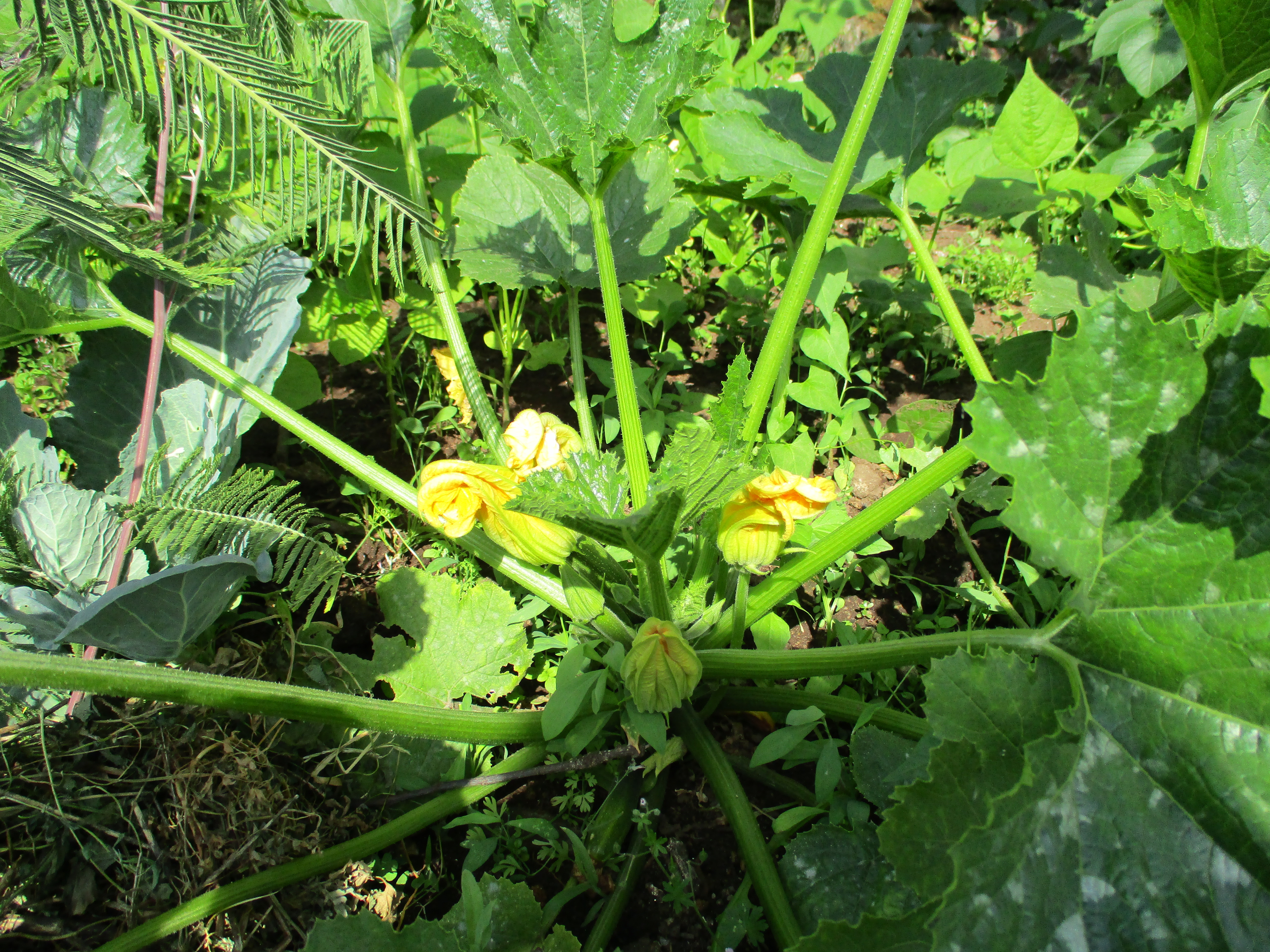 Abóboras já com flor.