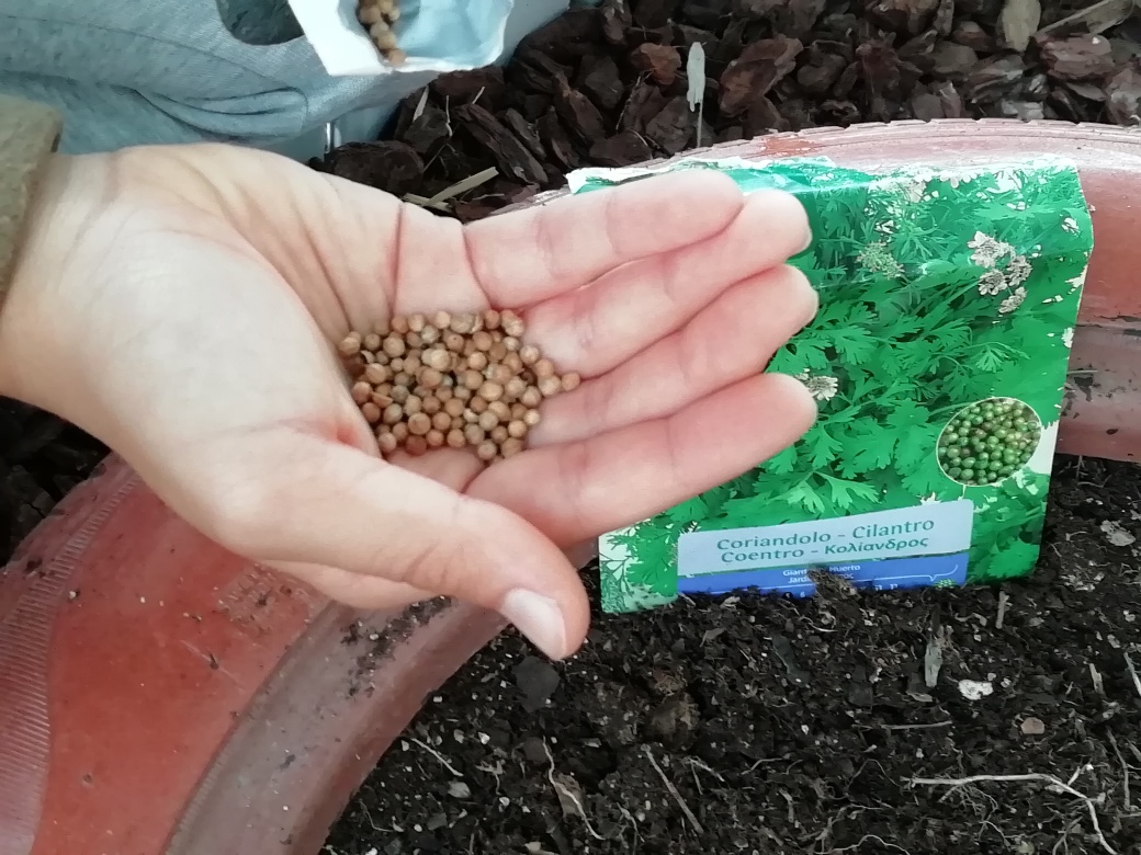 A foto mostra um aluno a semear algumas aromáticas, em pneus usados,  nomeadamente, coentros,  óregãos, salsa, cebolinho. Temos também plantadas tomilho, hortelã, poejos, sálvia, arruda, cidreira e alecrim.