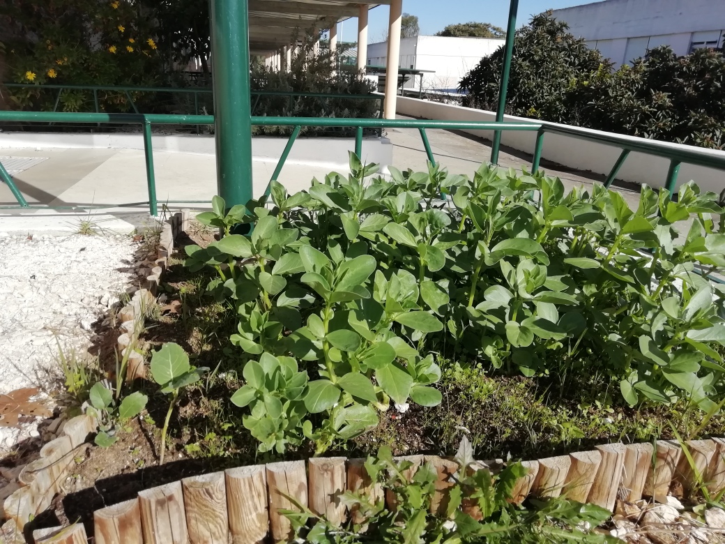 A foto mostra o canteiro das favas em crescimento, já com um desenvolvimento considerável. A sementeira foi realizada no dia 18 de novembro e a  taxa de germinação foi de quase 95%.