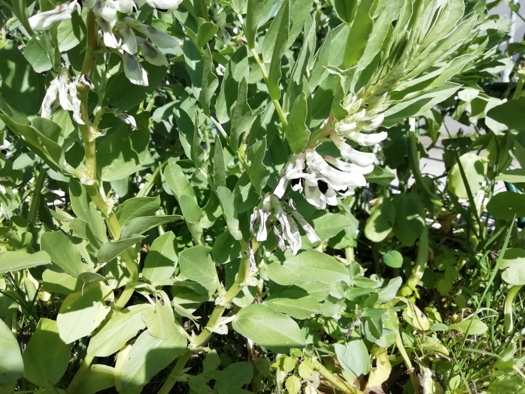 A fotografia mostra as favas que em janeiro estavam em bom estado de desenvolvimento. Esta fotografia foi tirada no dia 9 de março e já se observam as primeiras favas bem desenvolvidas, com cerca de 15 a 20 cm de comprimento.