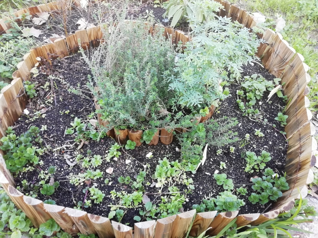 A fotografia mostra a espiral de aromáticas construída no ano anterior, foi tirada no dia 9 de março.  As aromáticas que a compõem são o tomilho, arruda, hortelã, orégãos, poejo, sálvia e cidreira. Todas estas aromáticas estão a rebentar.