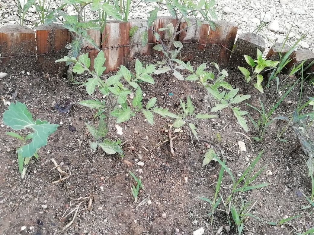 A foto2 representa alguns tomateiros já plantados com uma semana. Nesse canteiro também se plantaram pimenteiros.