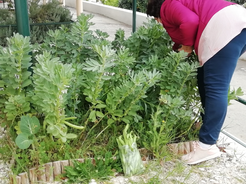 A foto4 representa a colheita das favas por uma das funcionárias da escola. A produção de favas foi utilizada na cantina da escola e foi distribuída por professores e por uma funcionária.