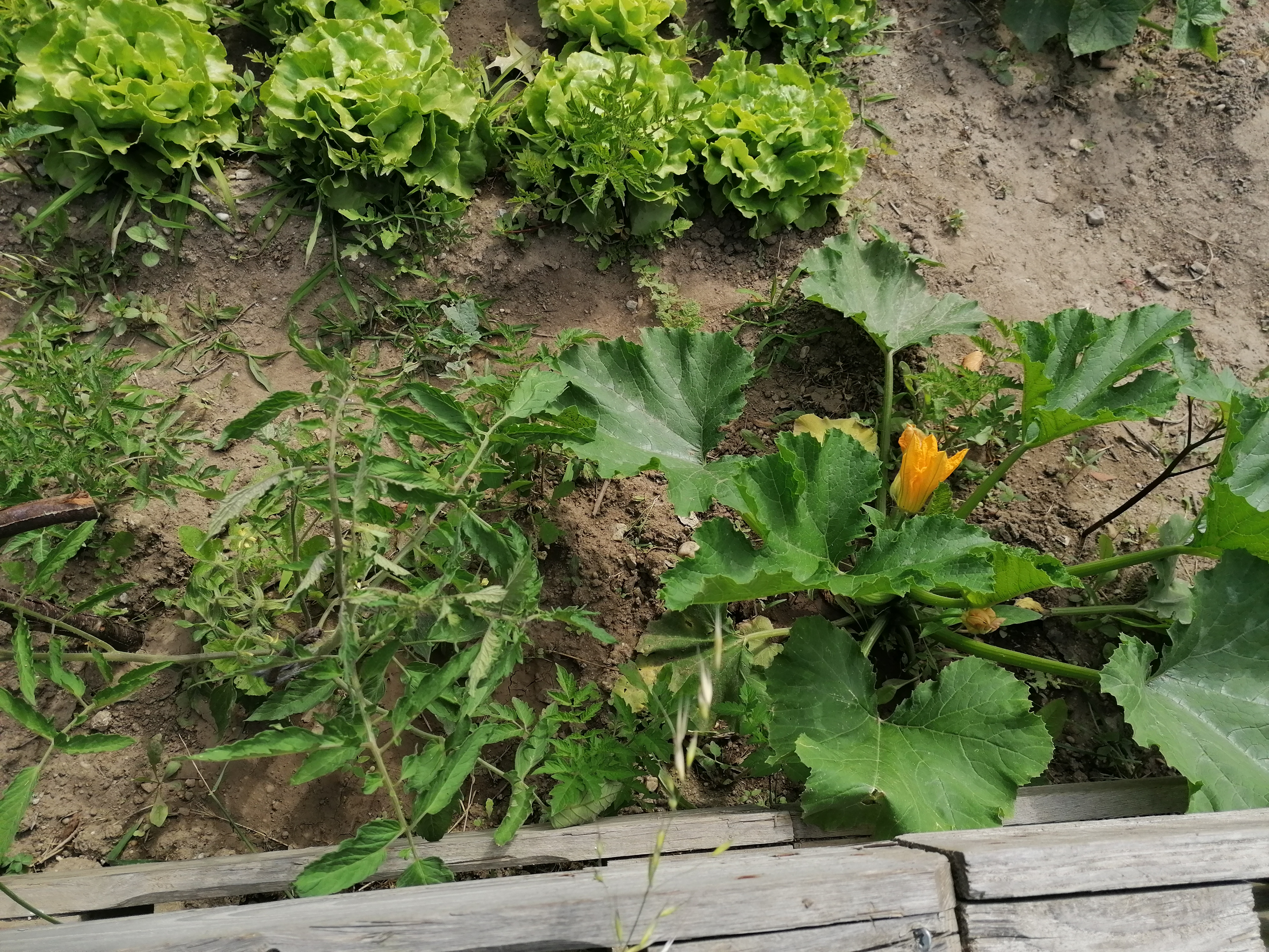 courgete
