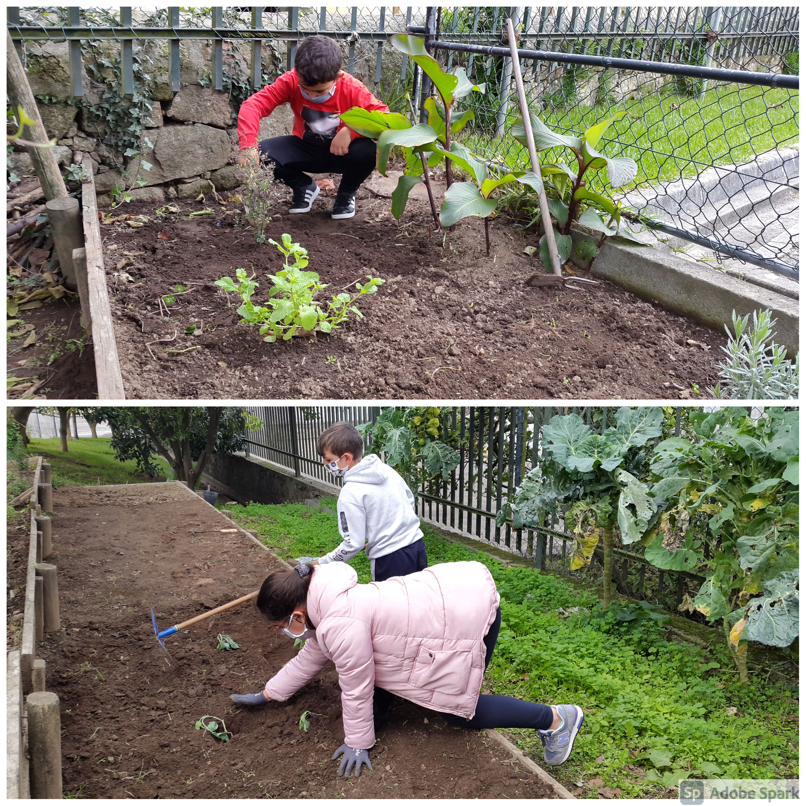Depois de preparado o terreno, foram plantadas novas plantas, plantas aromáticas, as quais foram fornecidas pela LIPOR. Nos trabalhos na horta foram tidos em conta as regras de distanciamento e segurança inerentes ao Plano de Contingência.