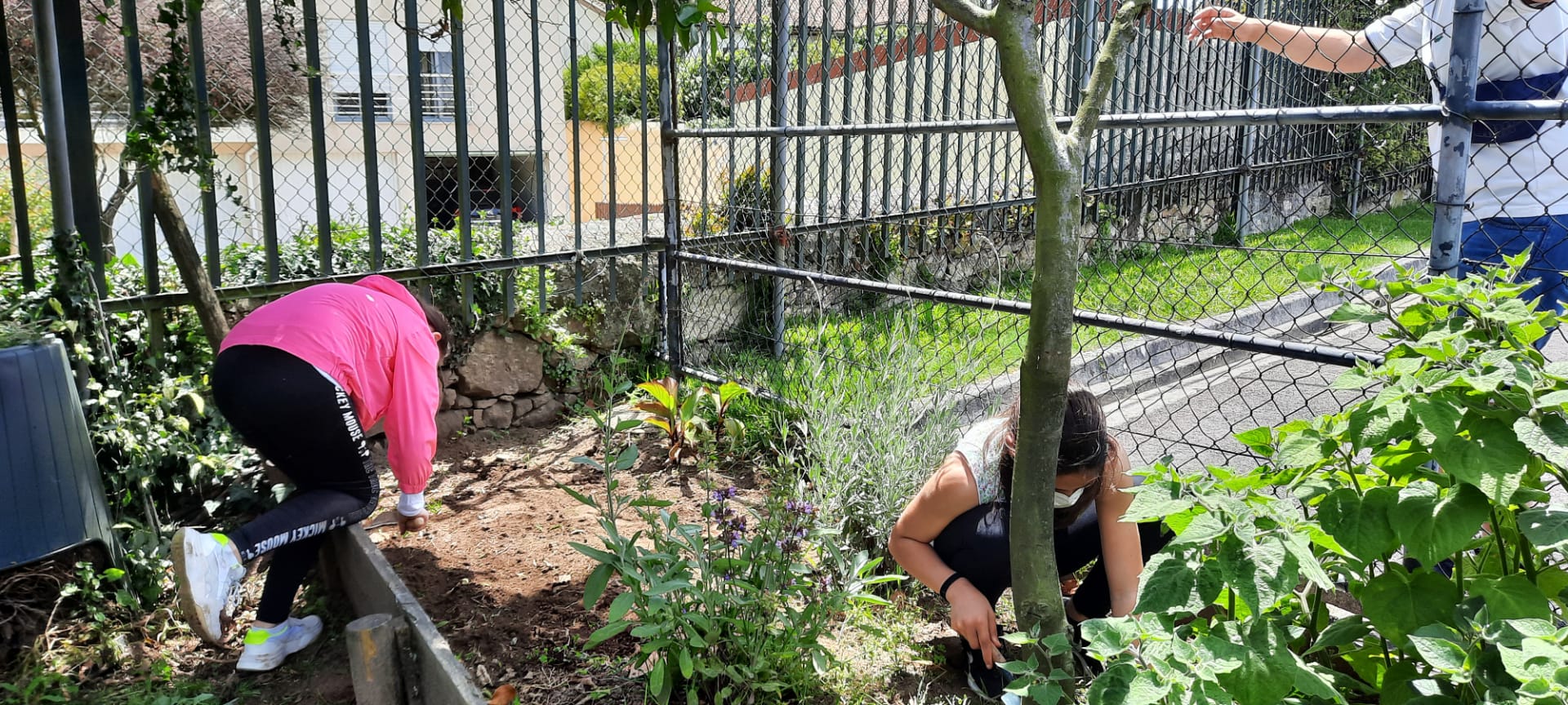 Alguns alunos de alguns 5.º anos voltaram ao trabalho. Recebemos novas plantinhas e reorganizámos a horta depois de termos arrancado as ervas daninha. Que bem que soube voltar a por a Horta no lugar!