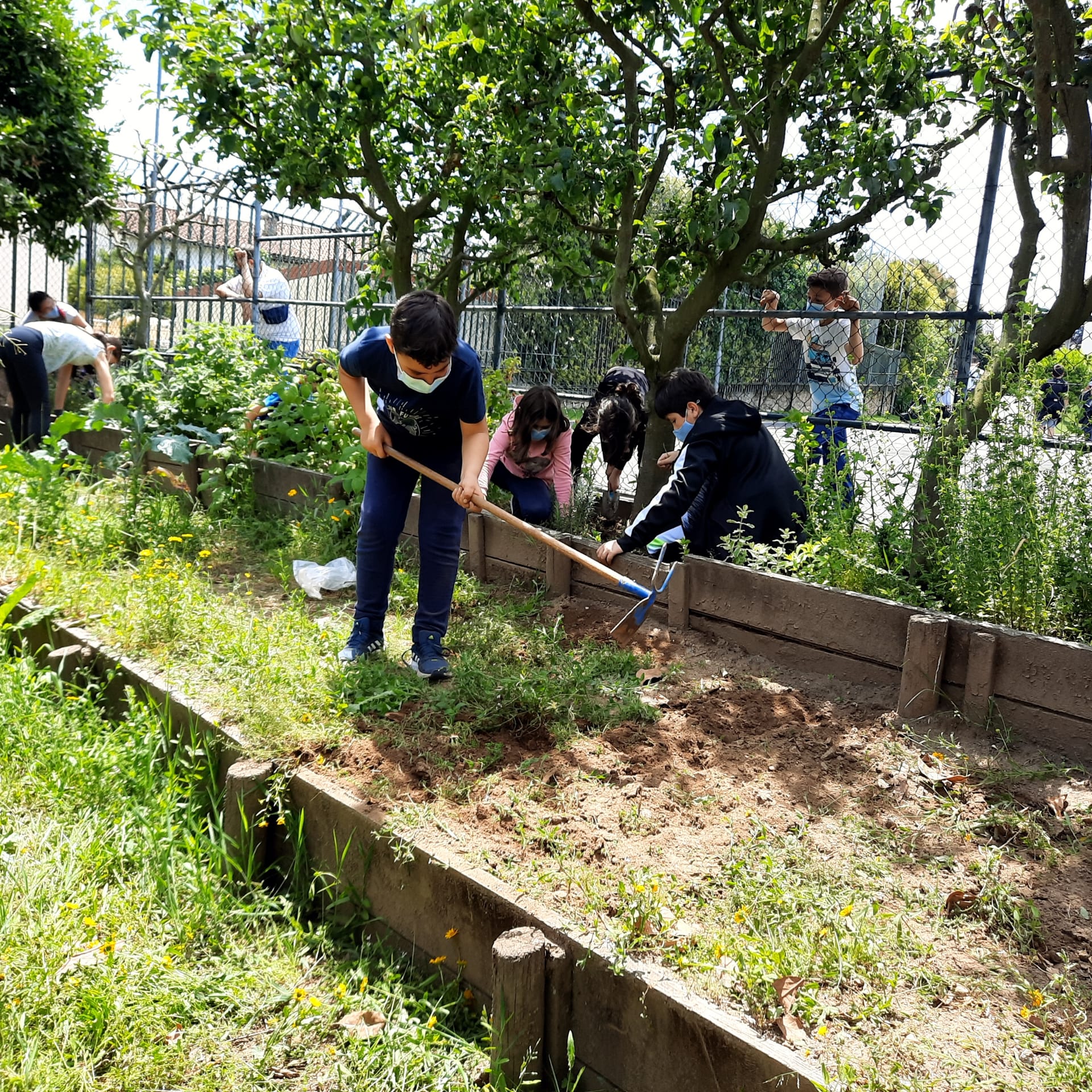 Alguns alunos de alguns 5.º anos voltaram ao trabalho. Recebemos novas plantinhas e reorganizámos a horta depois de termos arrancado as ervas daninha. Que bem que soube voltar a por a Horta no lugar!