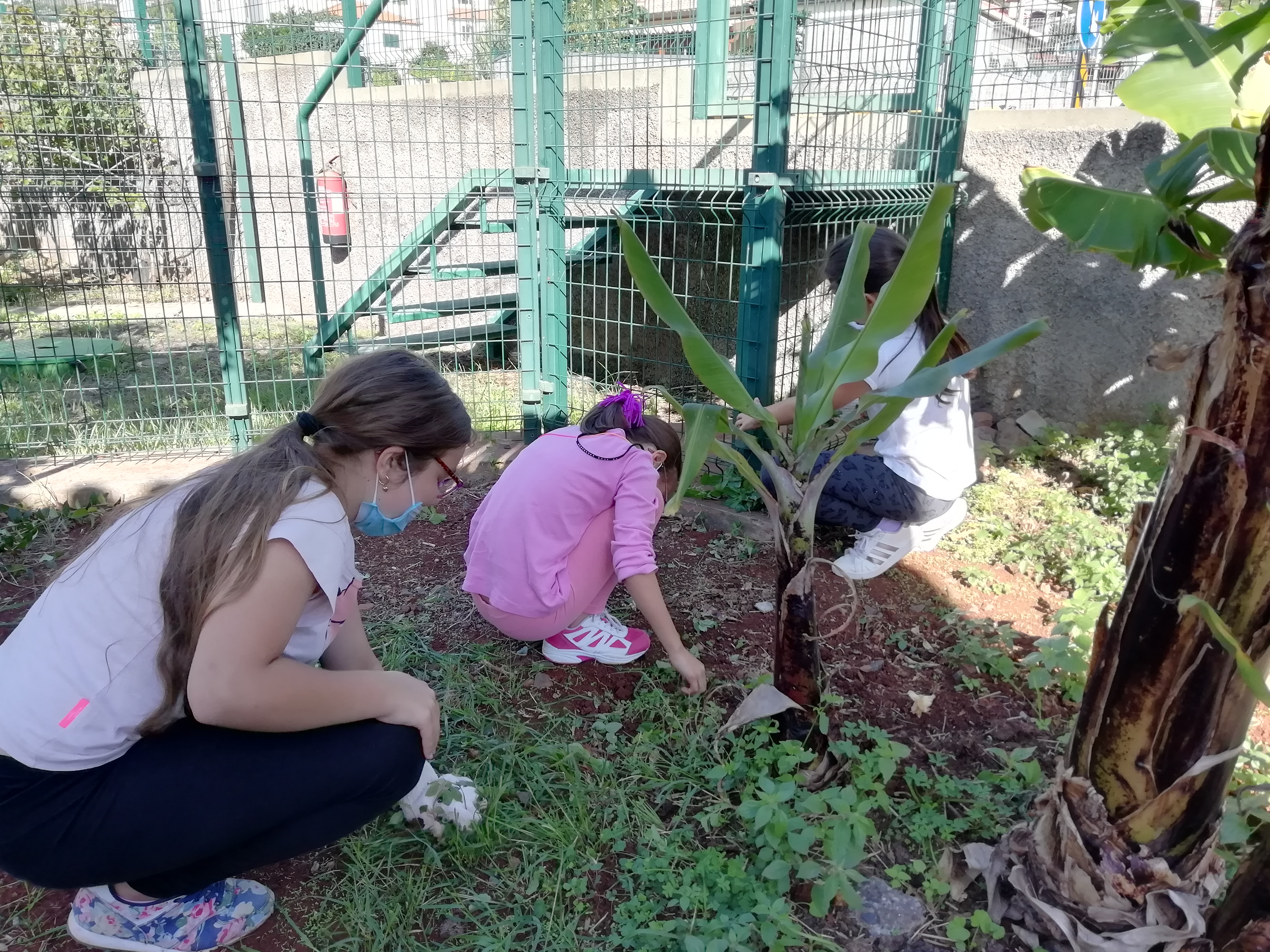 Aula prática
Todas as semanas, uma turma da escola acompanhada por um professor realiza uma aula prática na horta da escola. Os alunos do 1º Ciclo prepararam o terreno para as crianças do pré-escolar fazerem a sua horta.