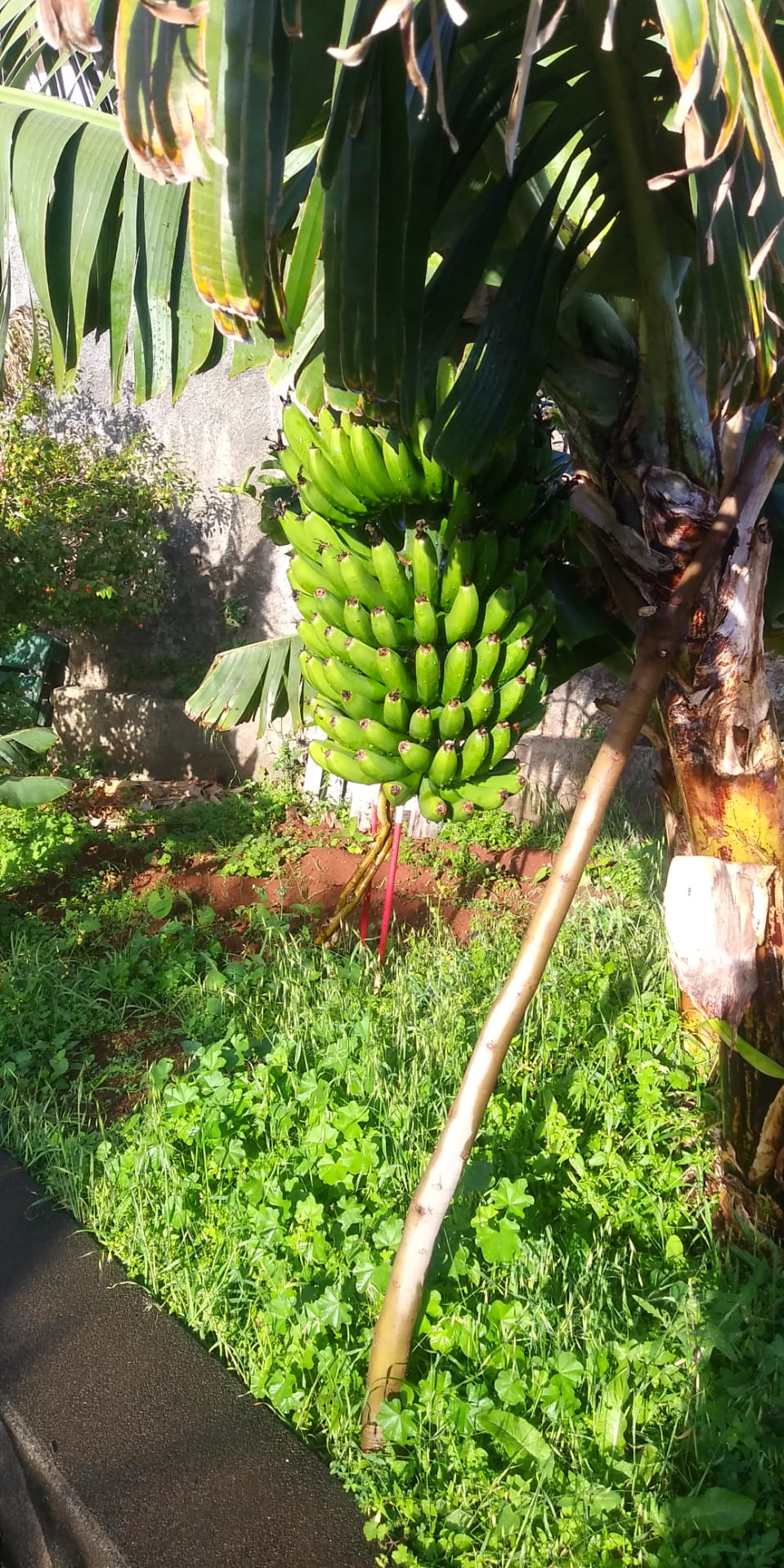 Bananeira
Sendo a Madeira uma conhecida terra de banana, a nossa escola tem várias bananeiras que todos os anos deliciam as crianças com os seus doces frutos. E as crianças têm oportunidade de conhecer na prática o ciclo de vida da bananeira.