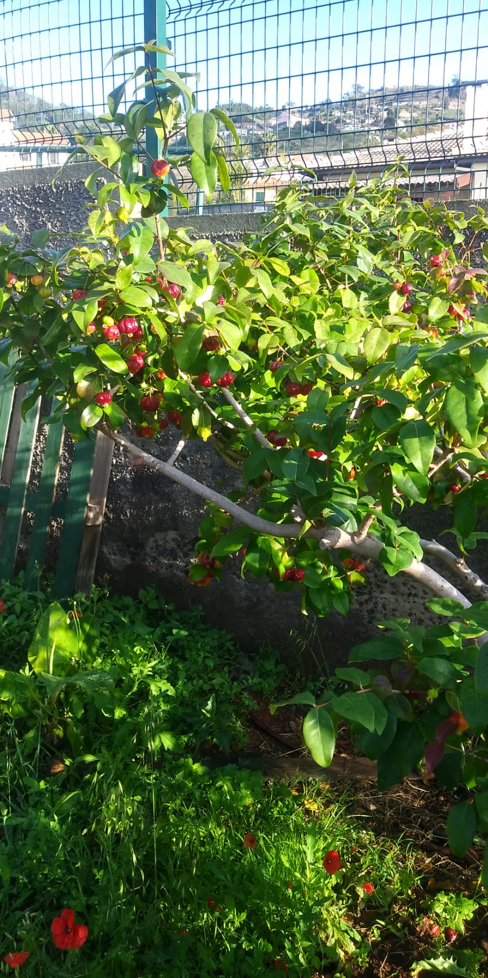 Pitangueira
Sendo um fruto desconhecido de algumas crianças e adultos, na nossa escola temos várias pitangueiras que durante grande parte do ano, devido ao clima, têm sempre fruto para alegria de algumas crianças.