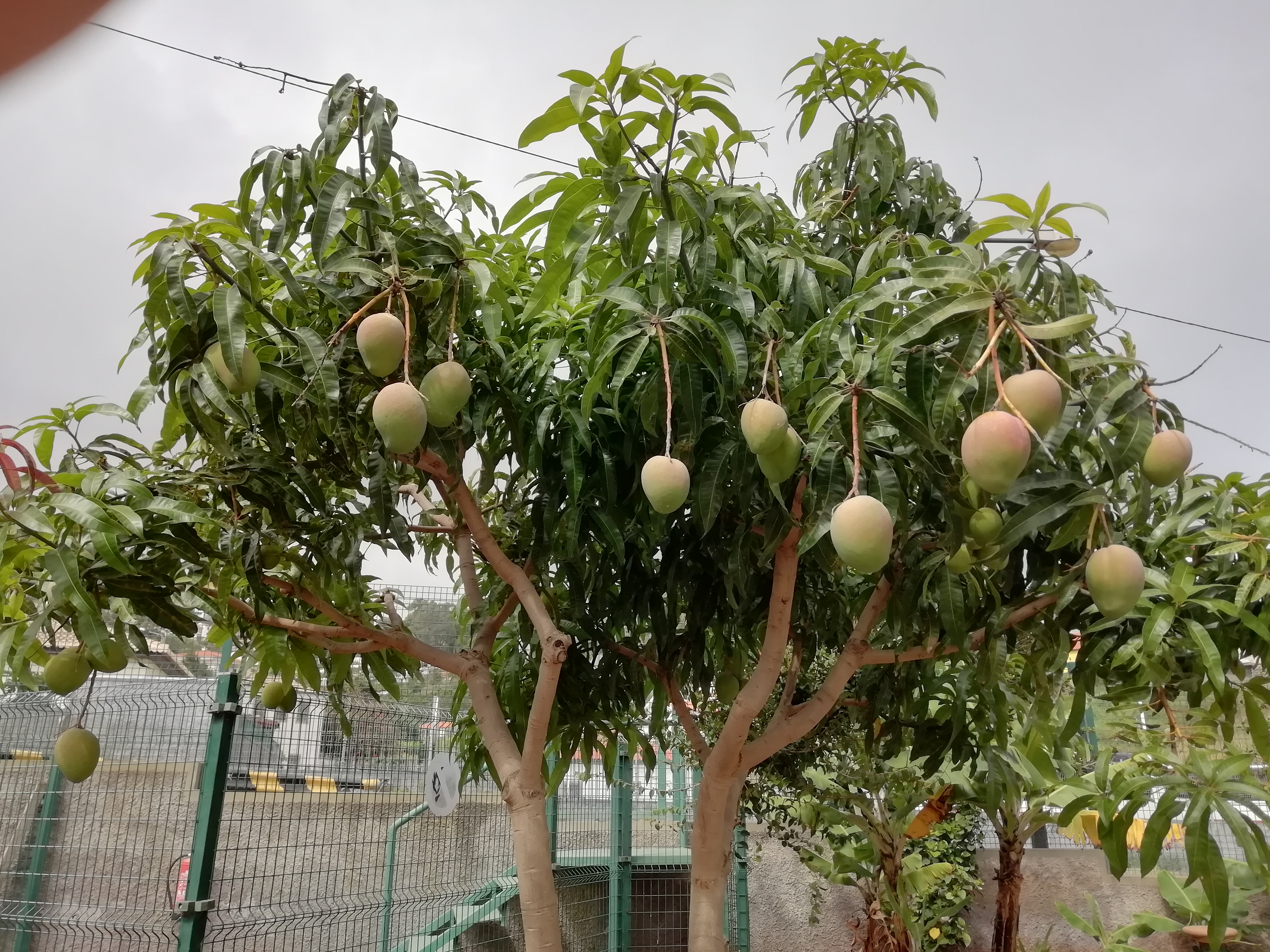 Mangueiro
O nosso mangueiro este ano estava carregadinho de mangos, as crianças do pré-escolar colheram e quase todas as crianças tiverem oportunidade de provar os deliciosos mangos.