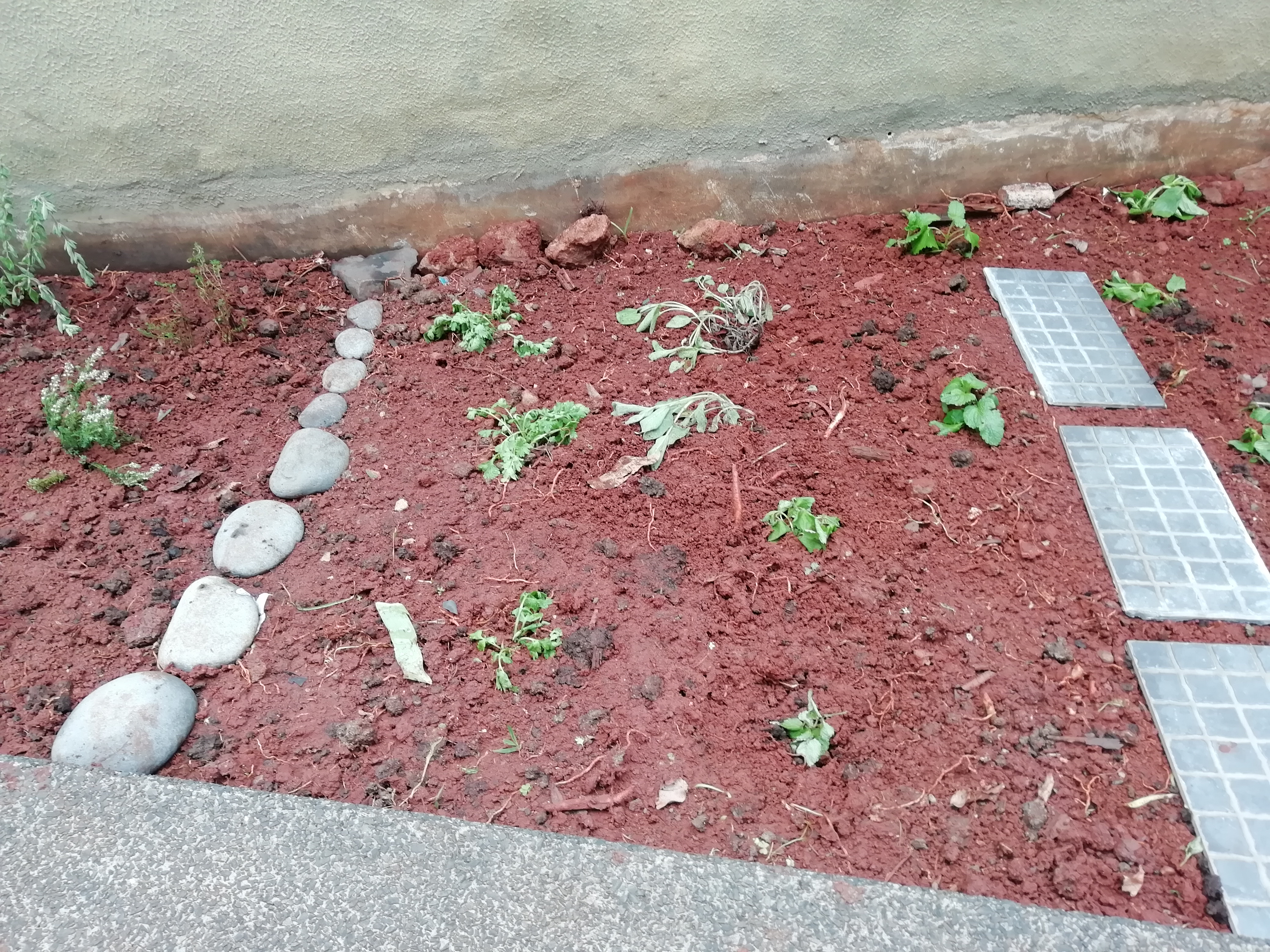 A sala do pré-escolar, neste caso, a sala verde decidiu plantar com as suas crianças ervas de chá e ervas aromáticas