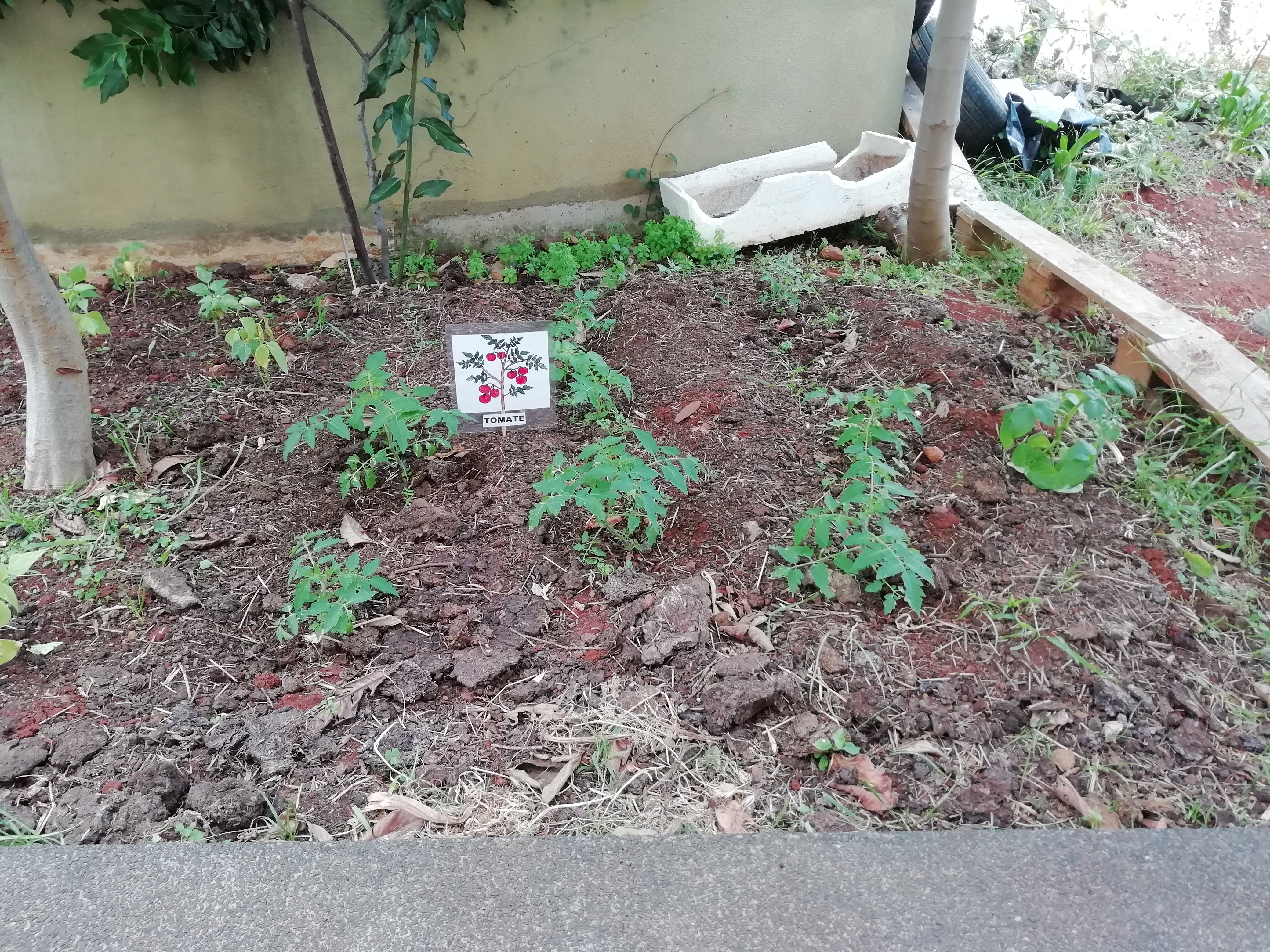 A Sala Azul plantou uns tomateiros diferentes e ainda está a aguardar que dê fruto.