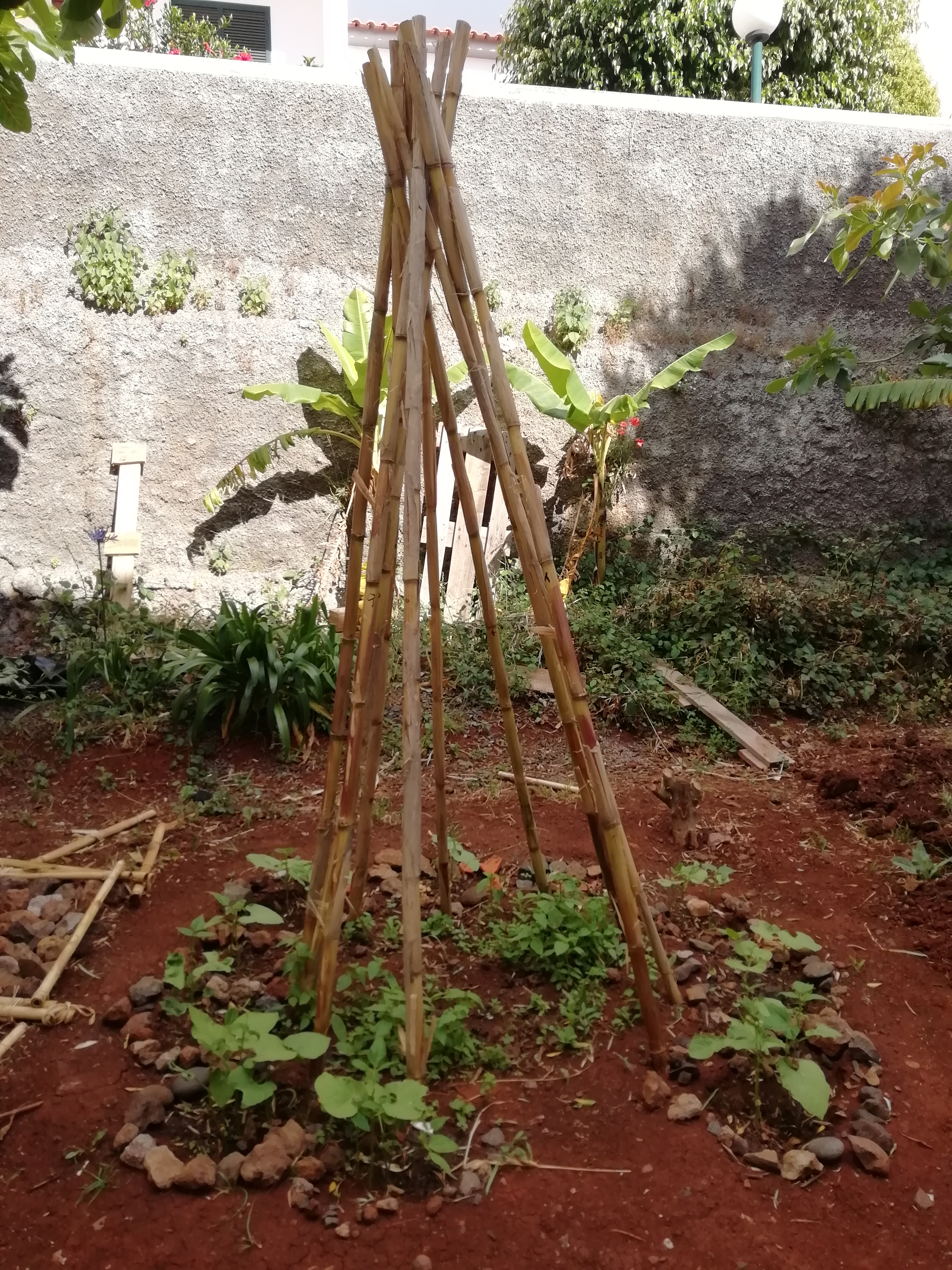A tenda dos feijoeiros da Sala Vermelha está cada vez mais engraçada, os feijoeiros do centro não nasceram, mas os exteriores estão cheios de vontade de crescer
