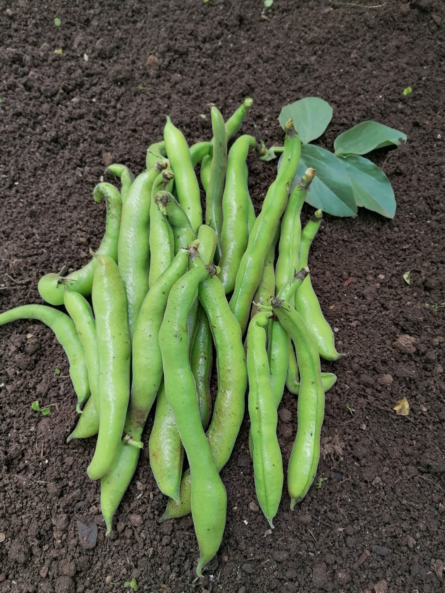 a colheita.