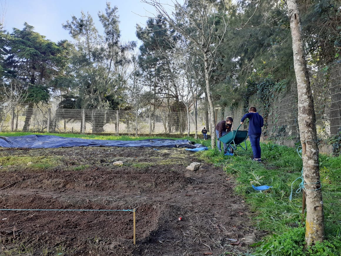 Preparação do terreno para a sementeira das favas.