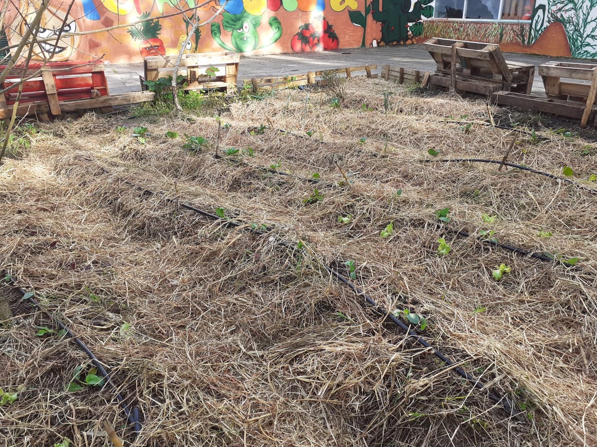 Cobertura do solo da horta com palha e plantações das hortícolas.