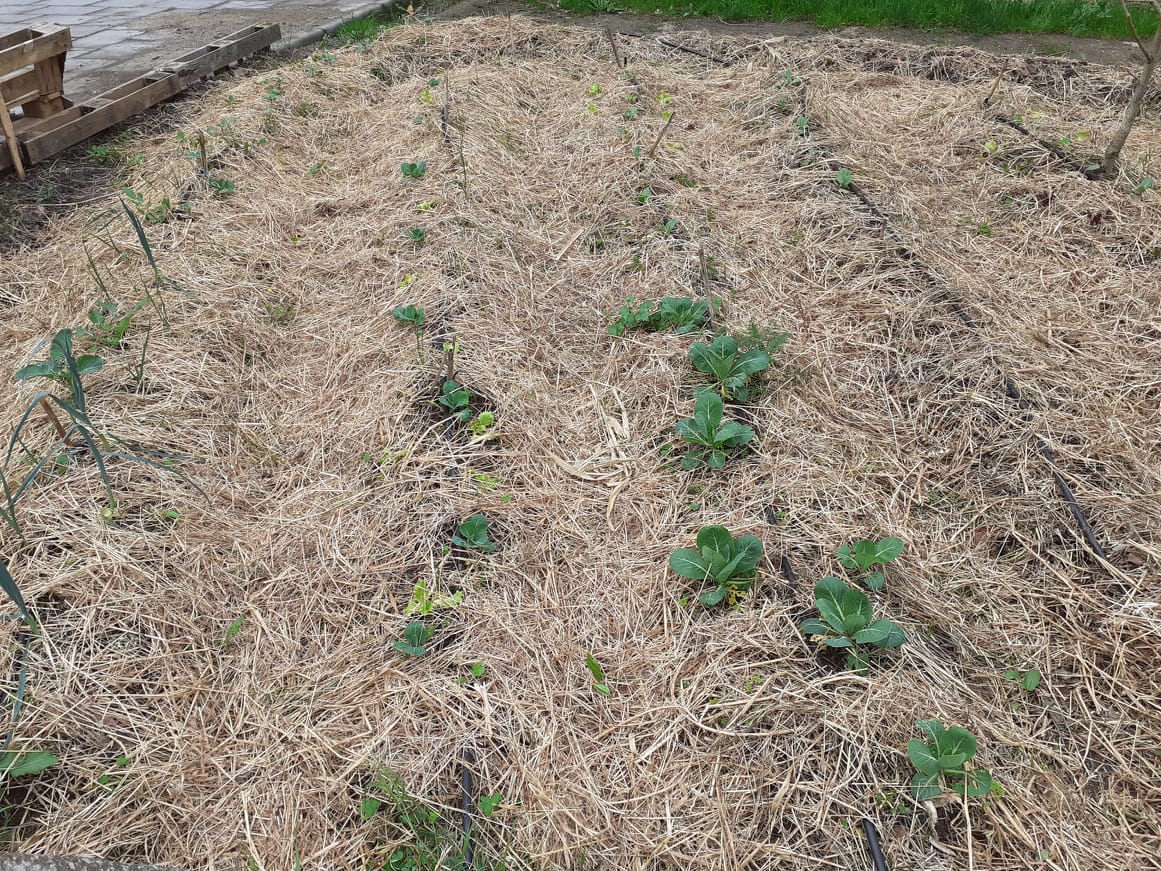 Crescimento das plantas.