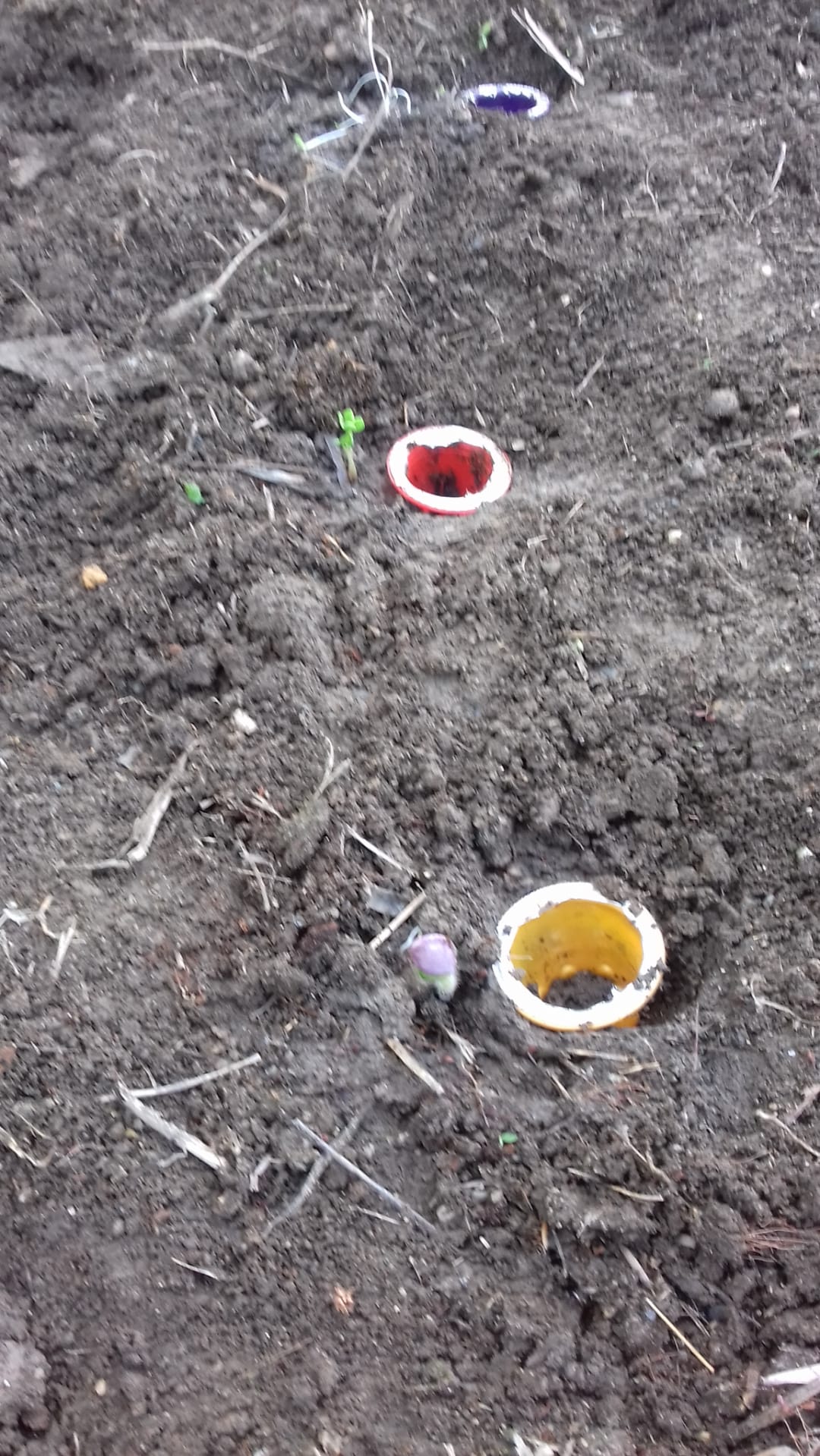 Transplantação das plantas semeadas nas cápsulas de café para o solo da estufa.