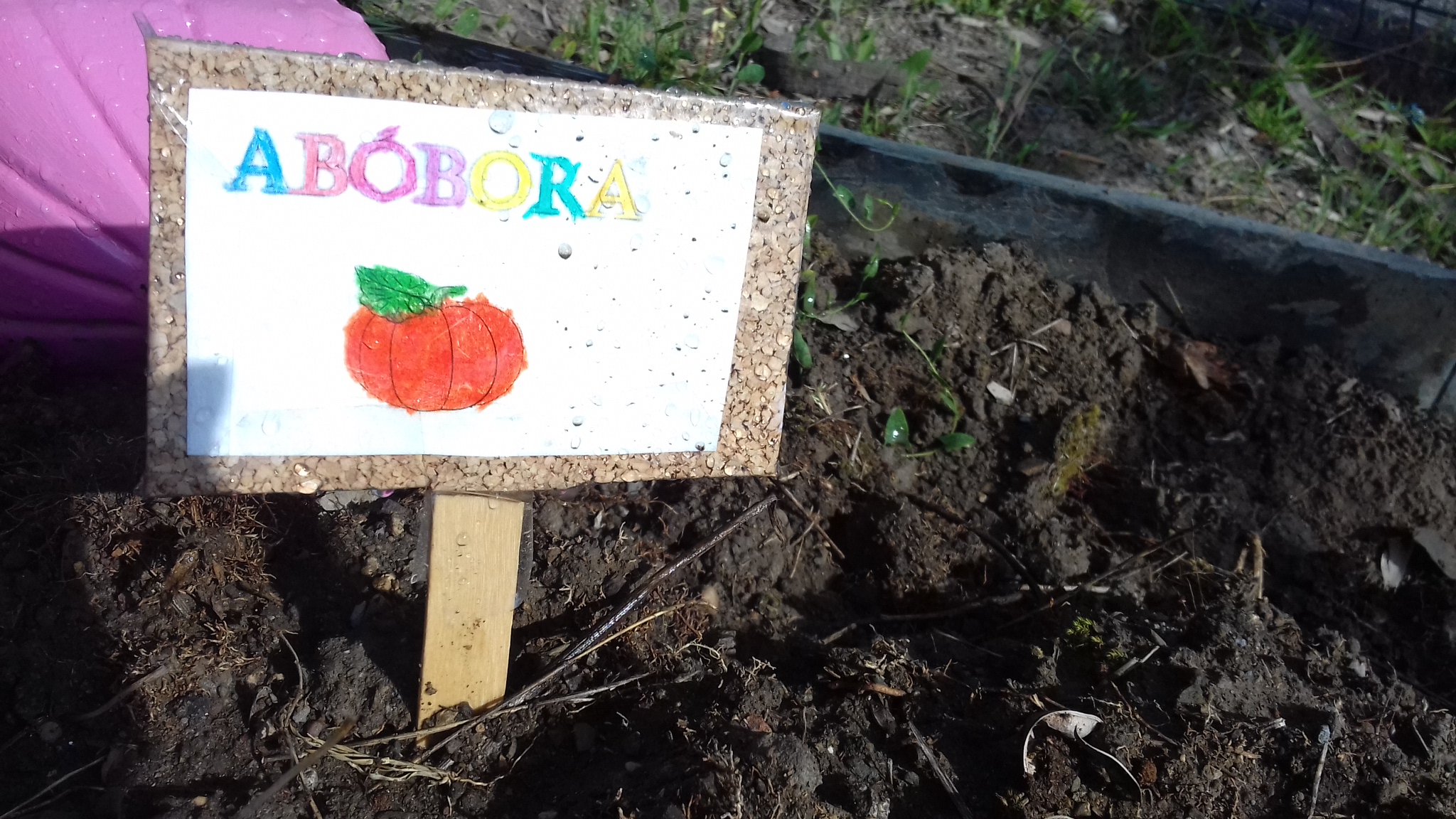 Abóbora (a sementeira é recente)