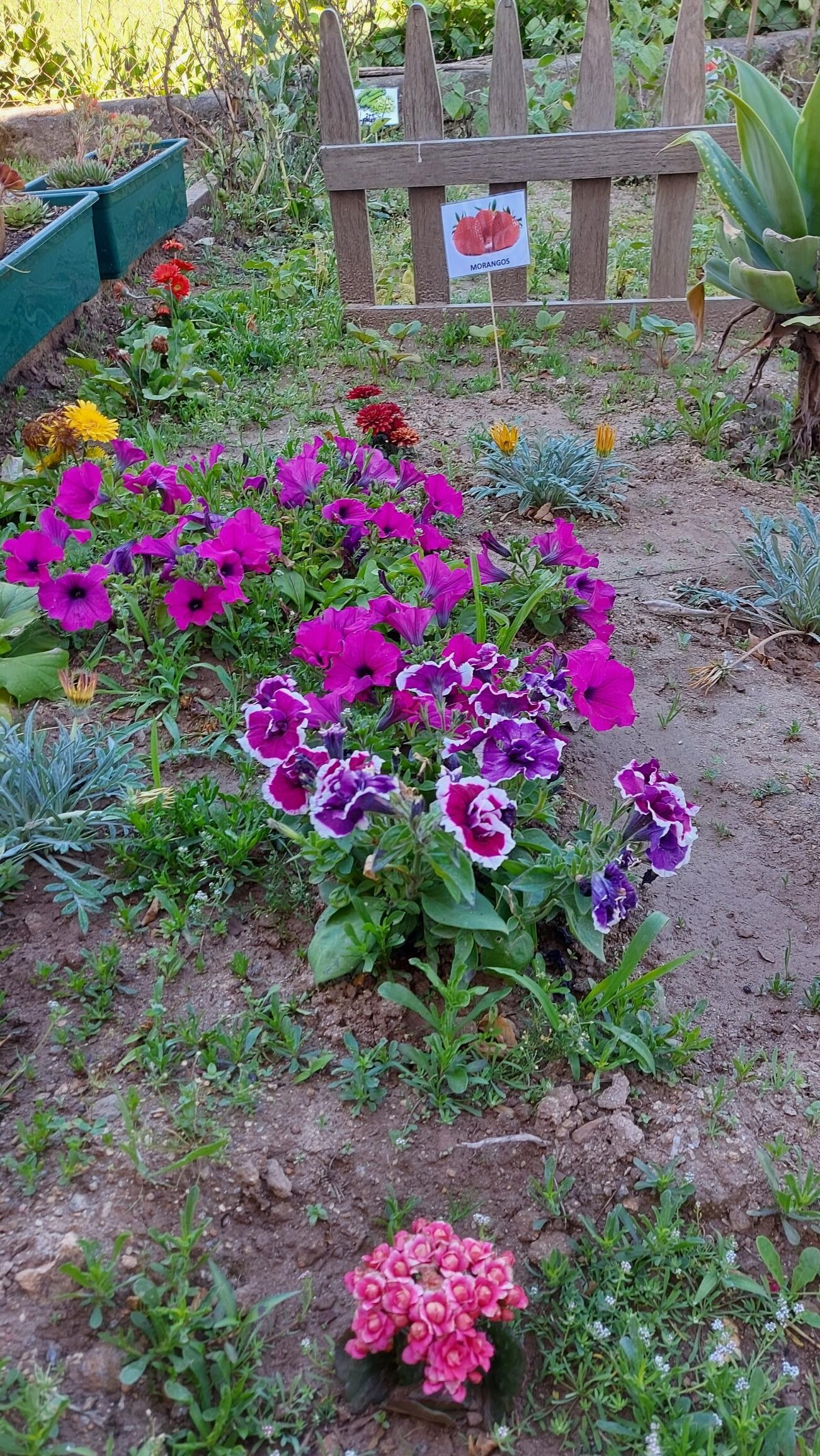 As flores do jardim