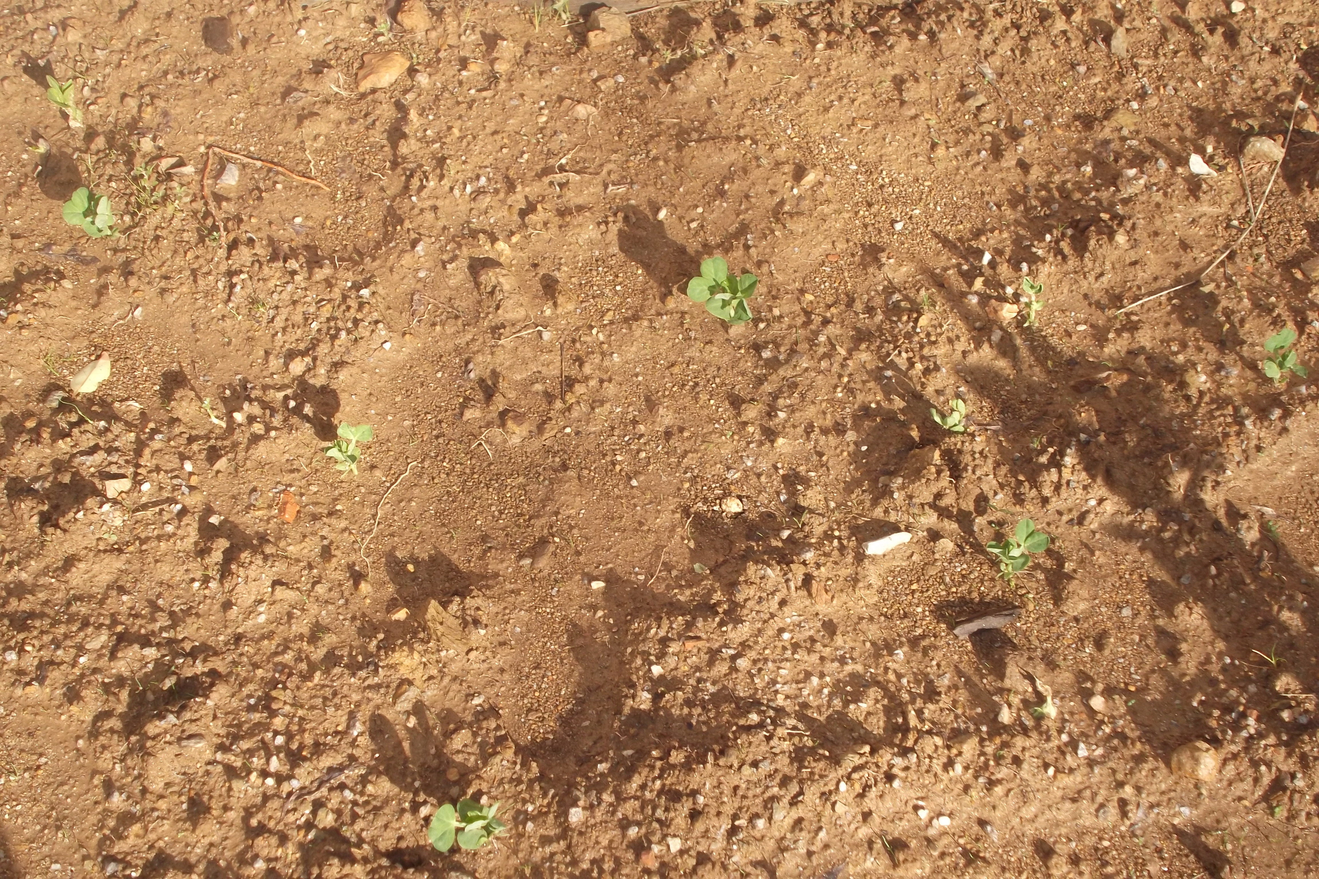 As nossas sementes de favas e ervilhas já germinaram e começam a crescer.