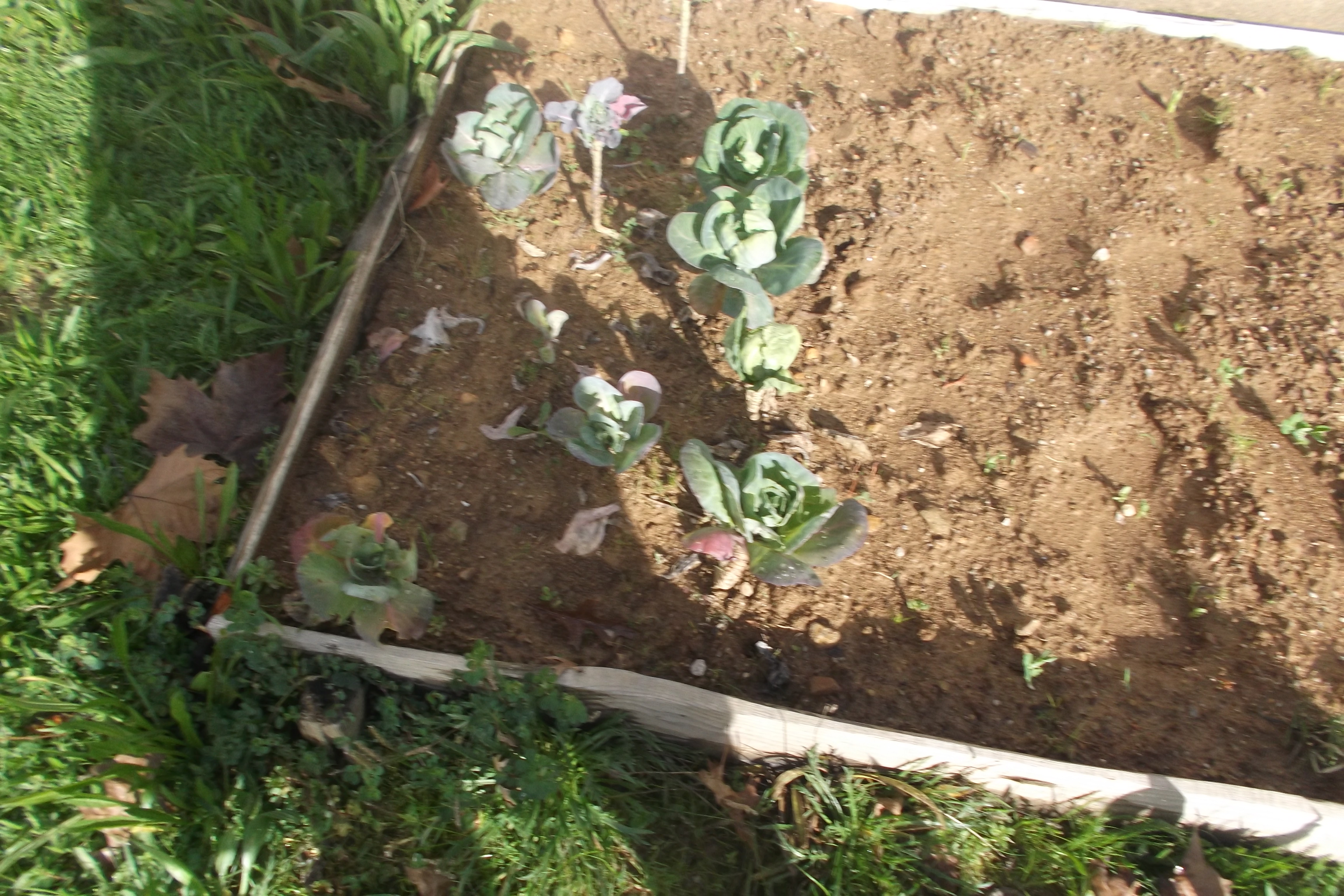 As nossas couves- Que já tínhamos plantado estão crescidas, qualquer dia vamos colhê-las.