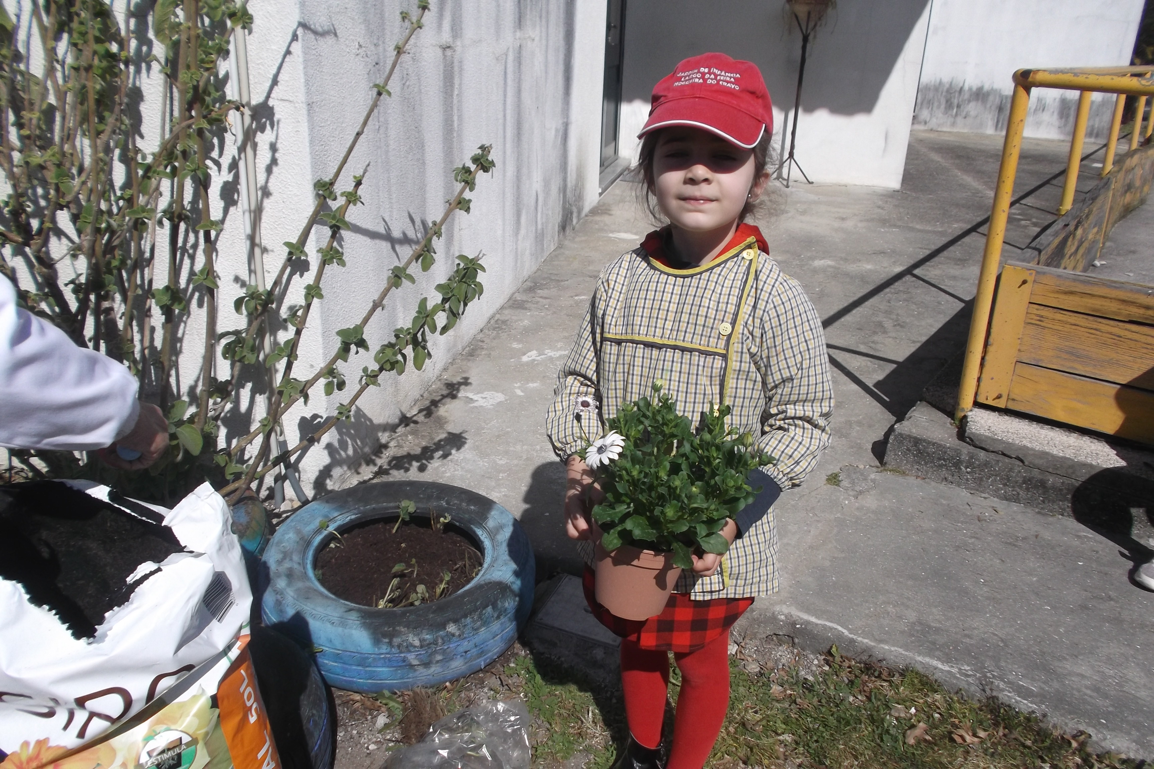 Compramos morangueiras e estivemos a plantá-las nos nossos pneus no Dia da Árvore.