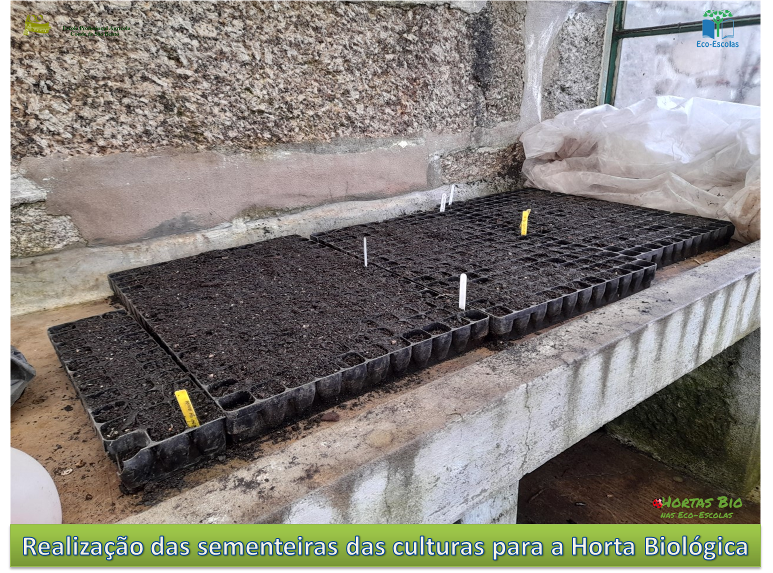 Realização das sementeiras das culturas a instalar na Horta Bio da EPACSB