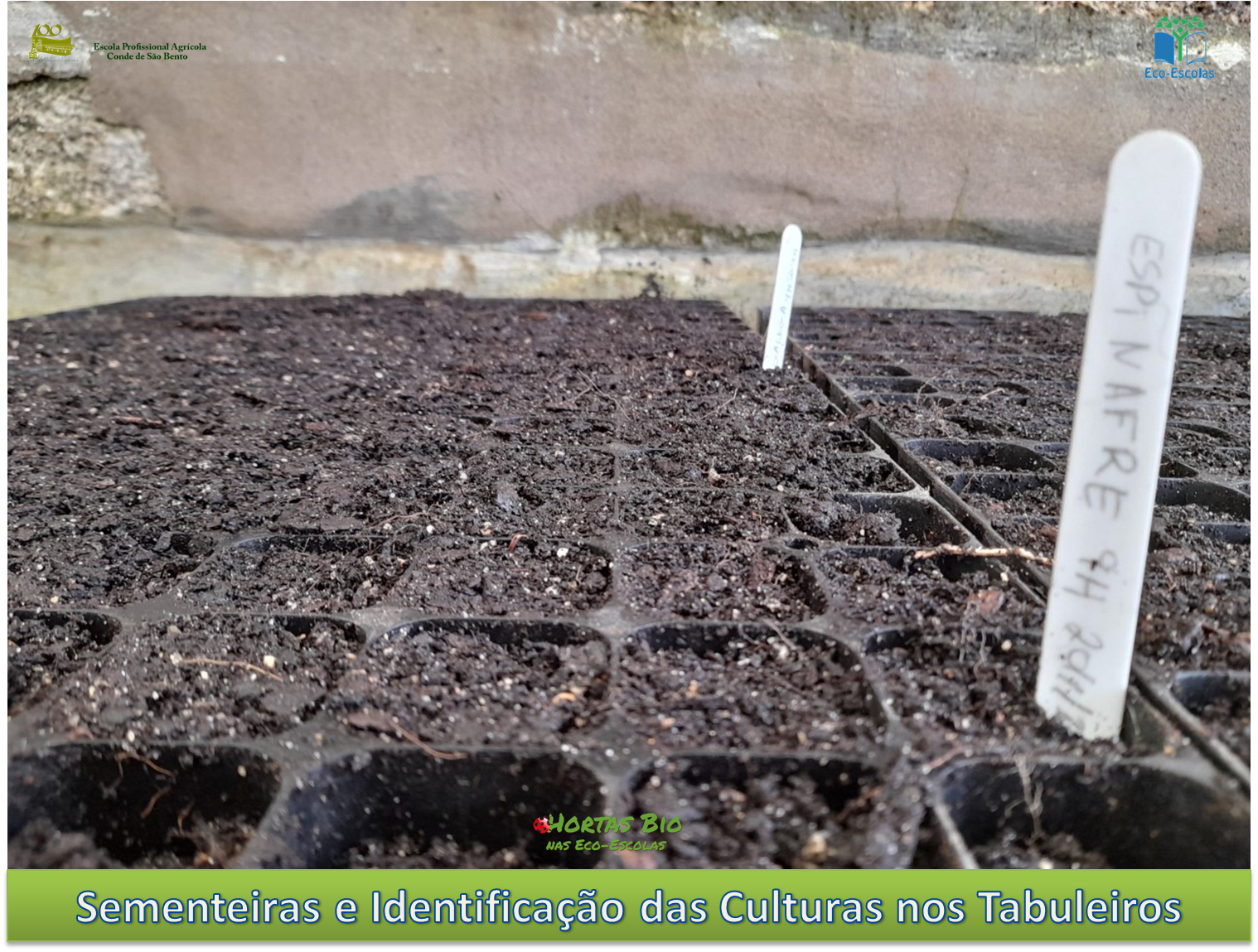 Sementeiras e Identificação das culturas a instalar na Horta Bio da EPACSB