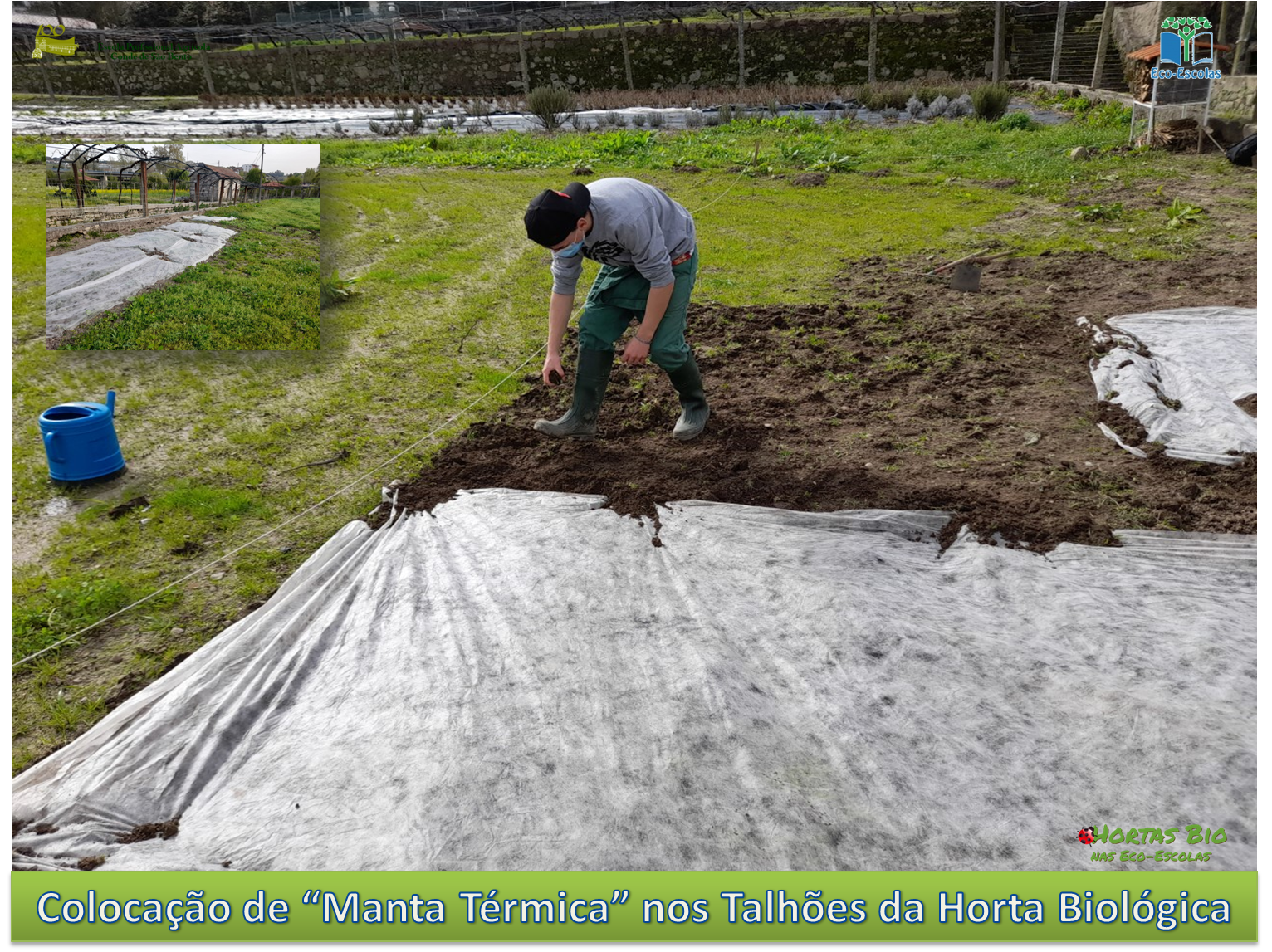 Colocação de Manta Térmica nos Talhões.