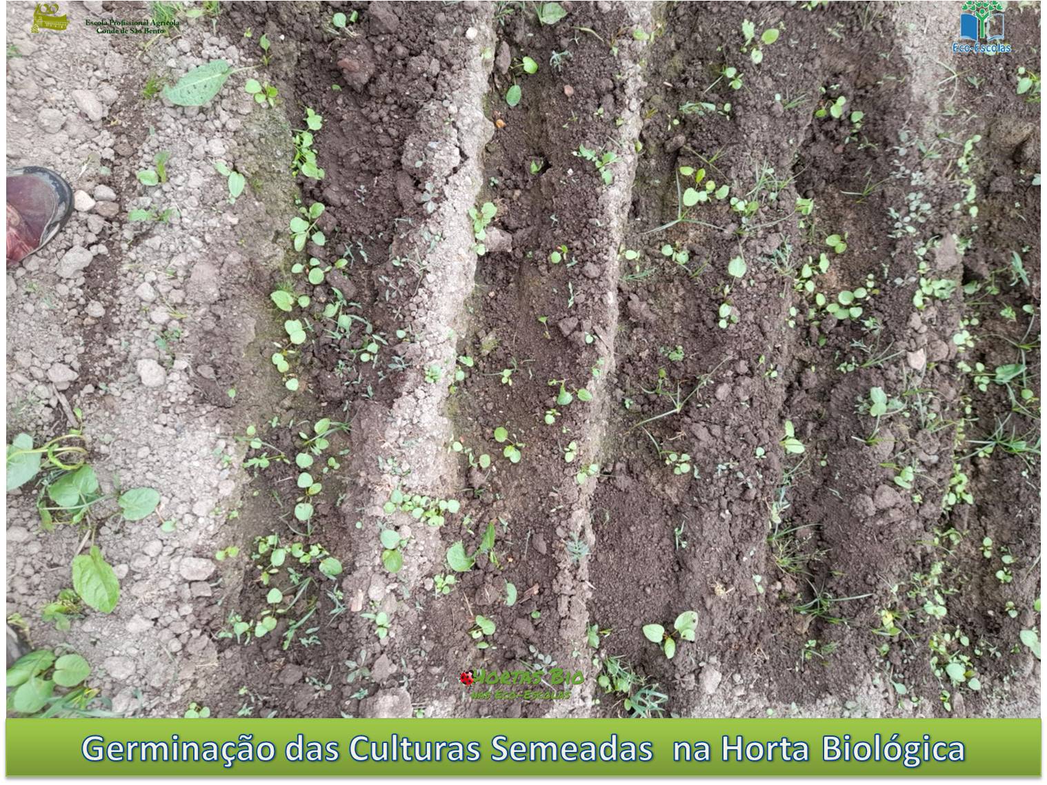 Germinação de culturas Semeadas na Horta Biológica.