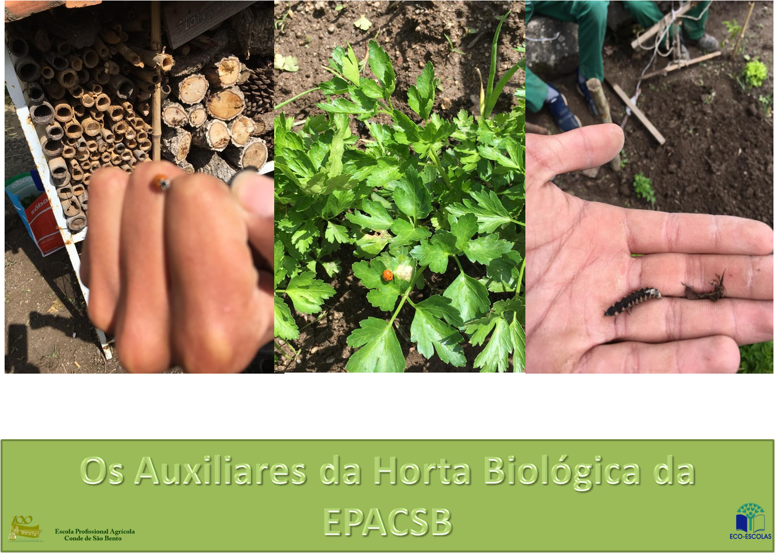Auxiliares da Horta Biológica da ePACSB