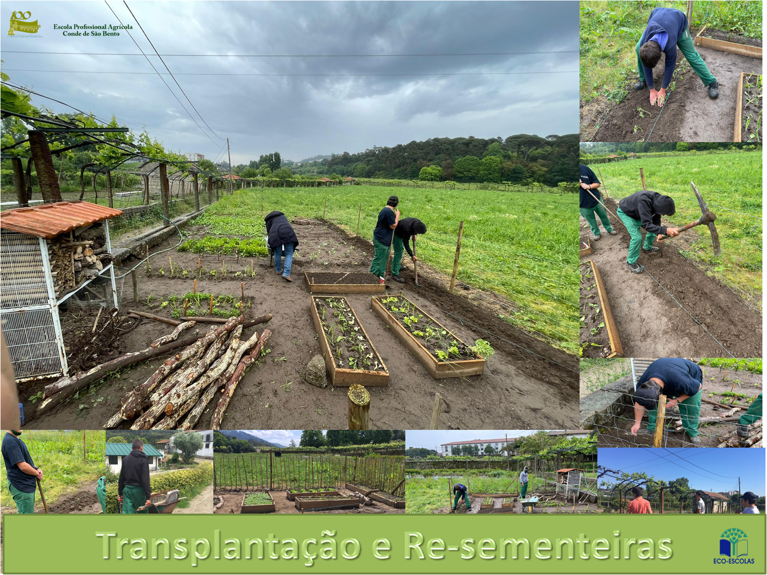 Transplantação e Re-sementeiras
