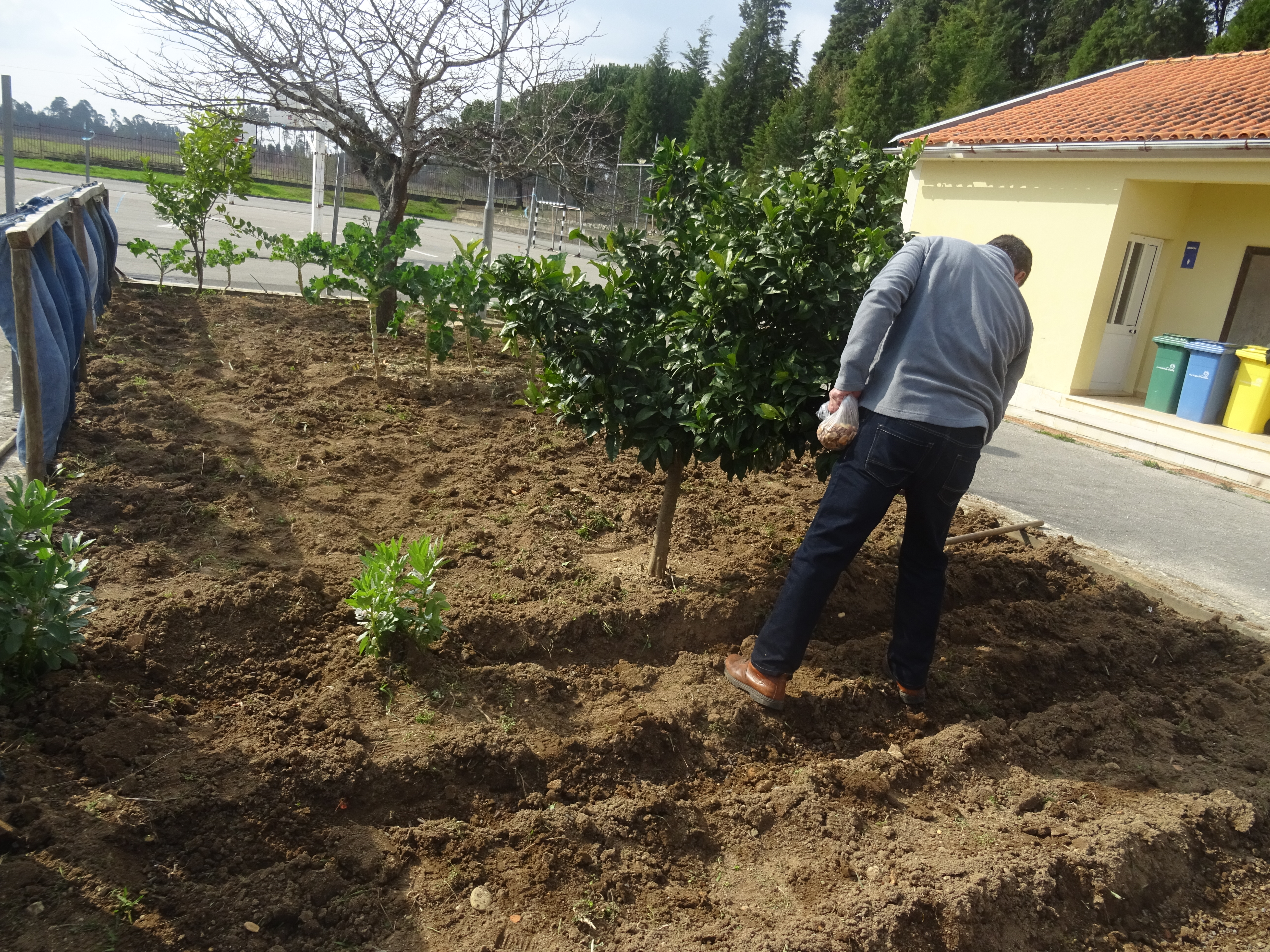 As primeiras habitantes deste ano... as favas e o feijão!