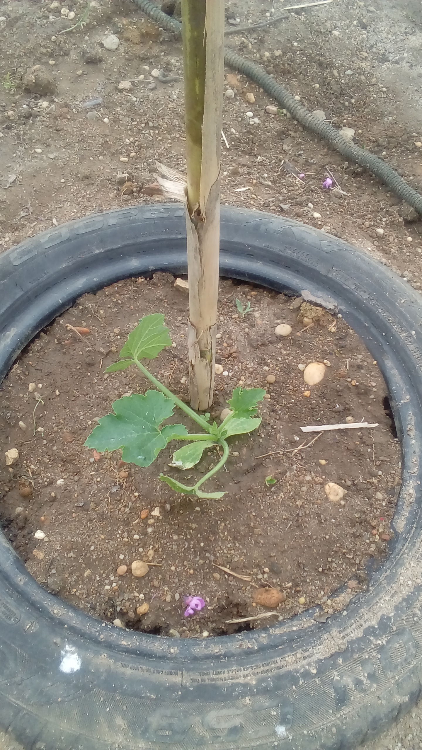 Plantações 1