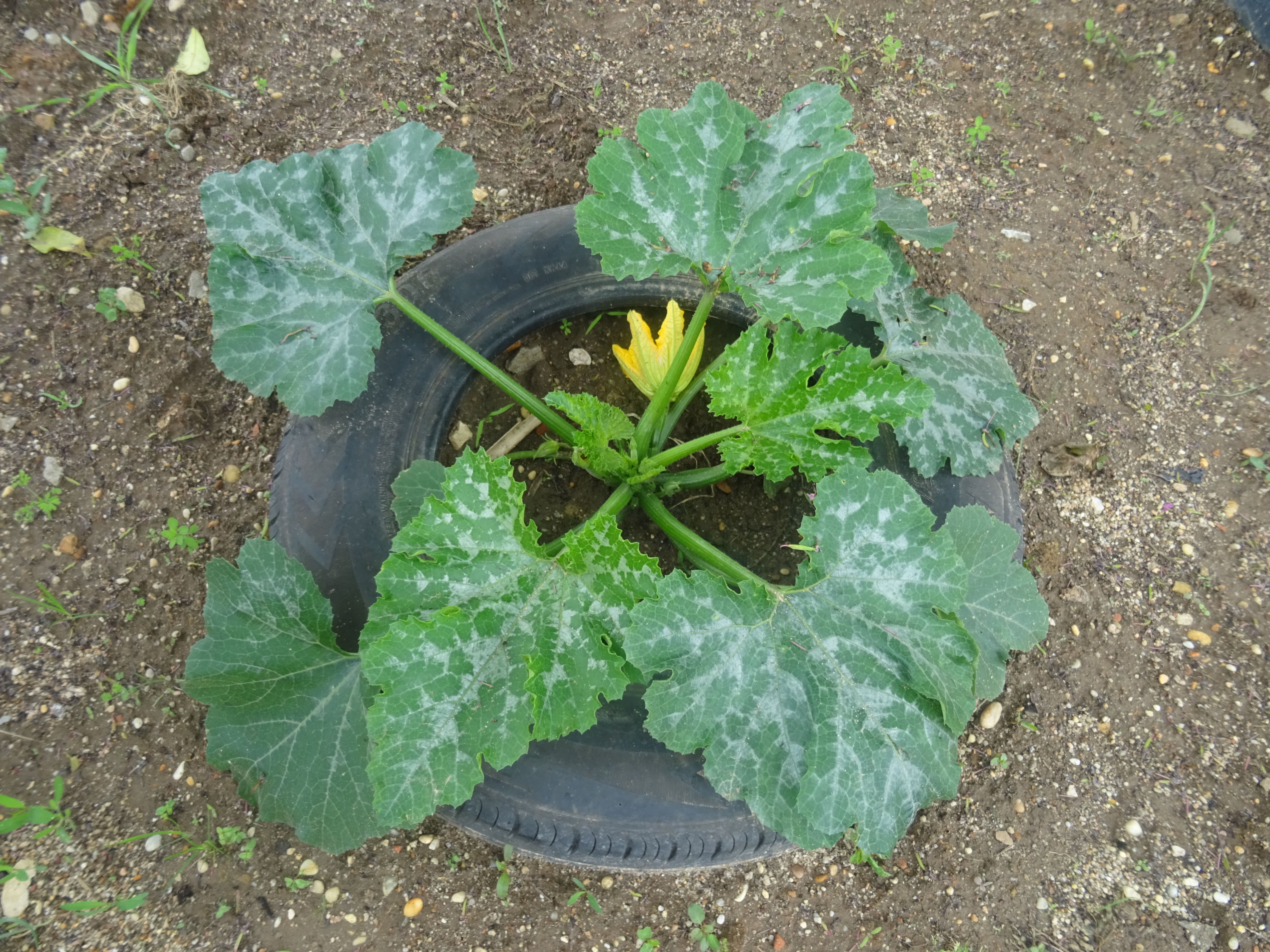Plantações 3