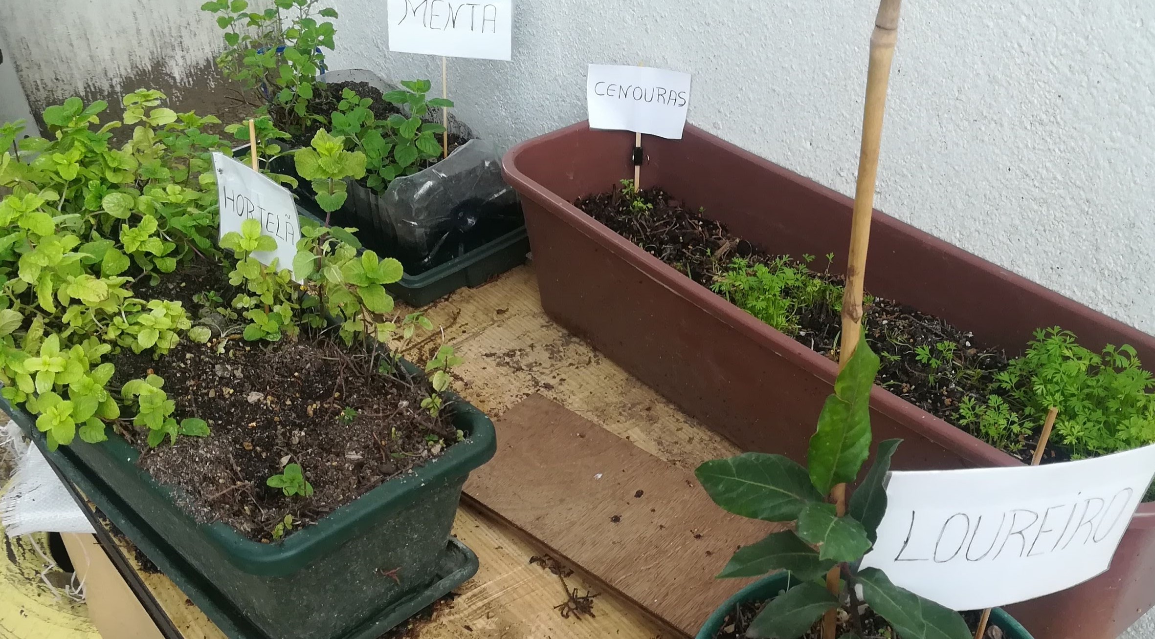 Identificar as plantas.