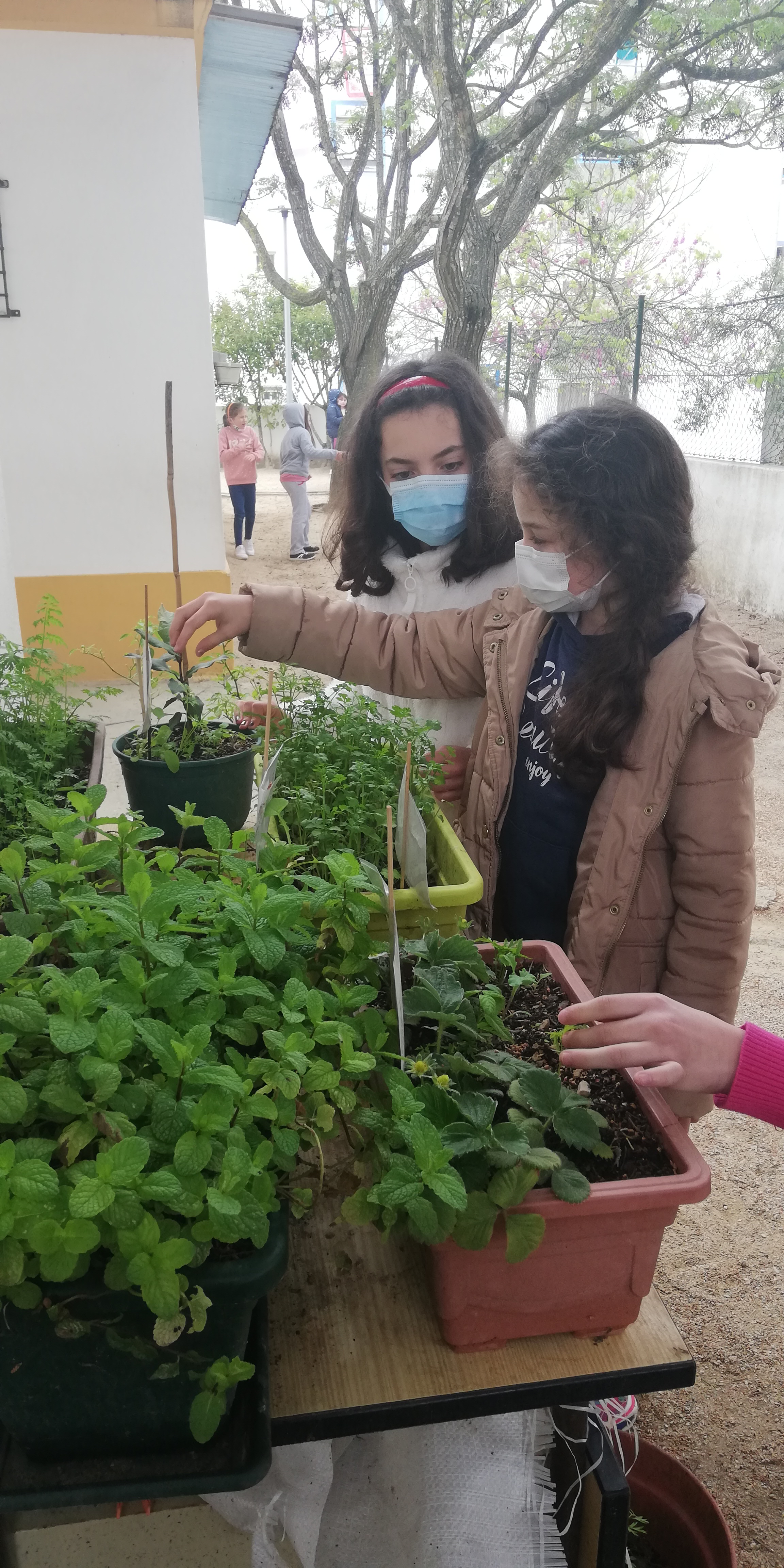 Cuidar das plantas e  verificar se não há pragas.