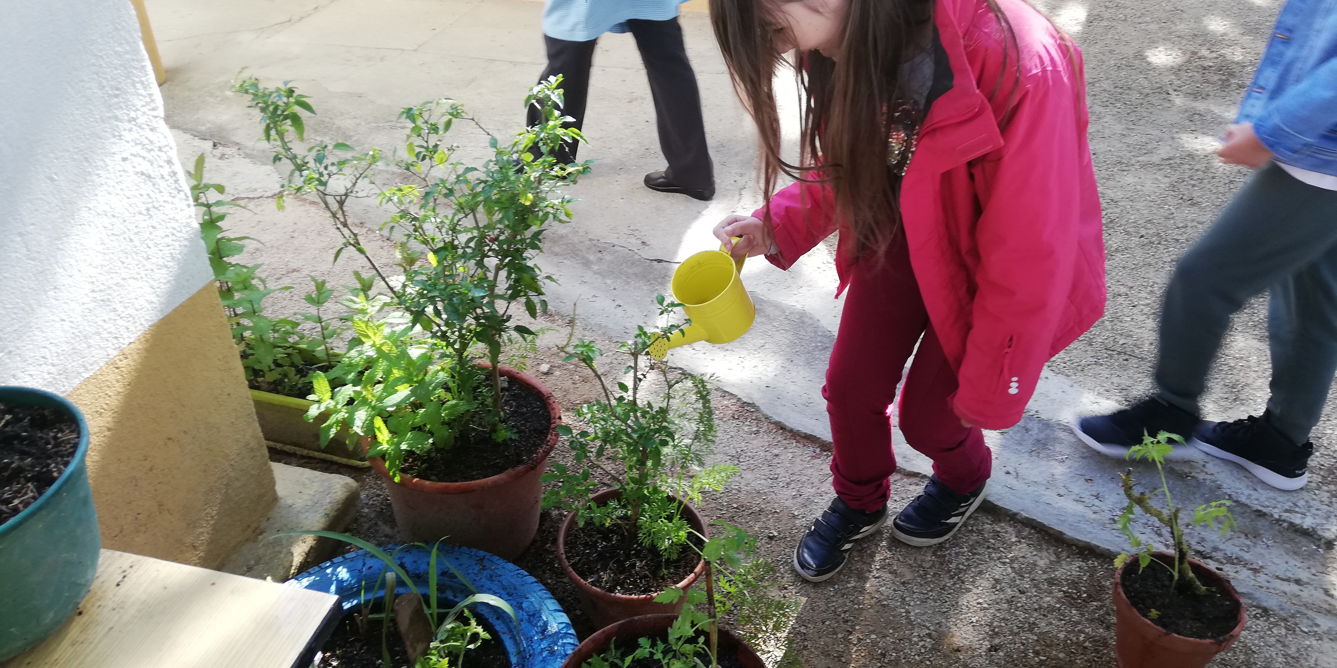 Regar as plantas.